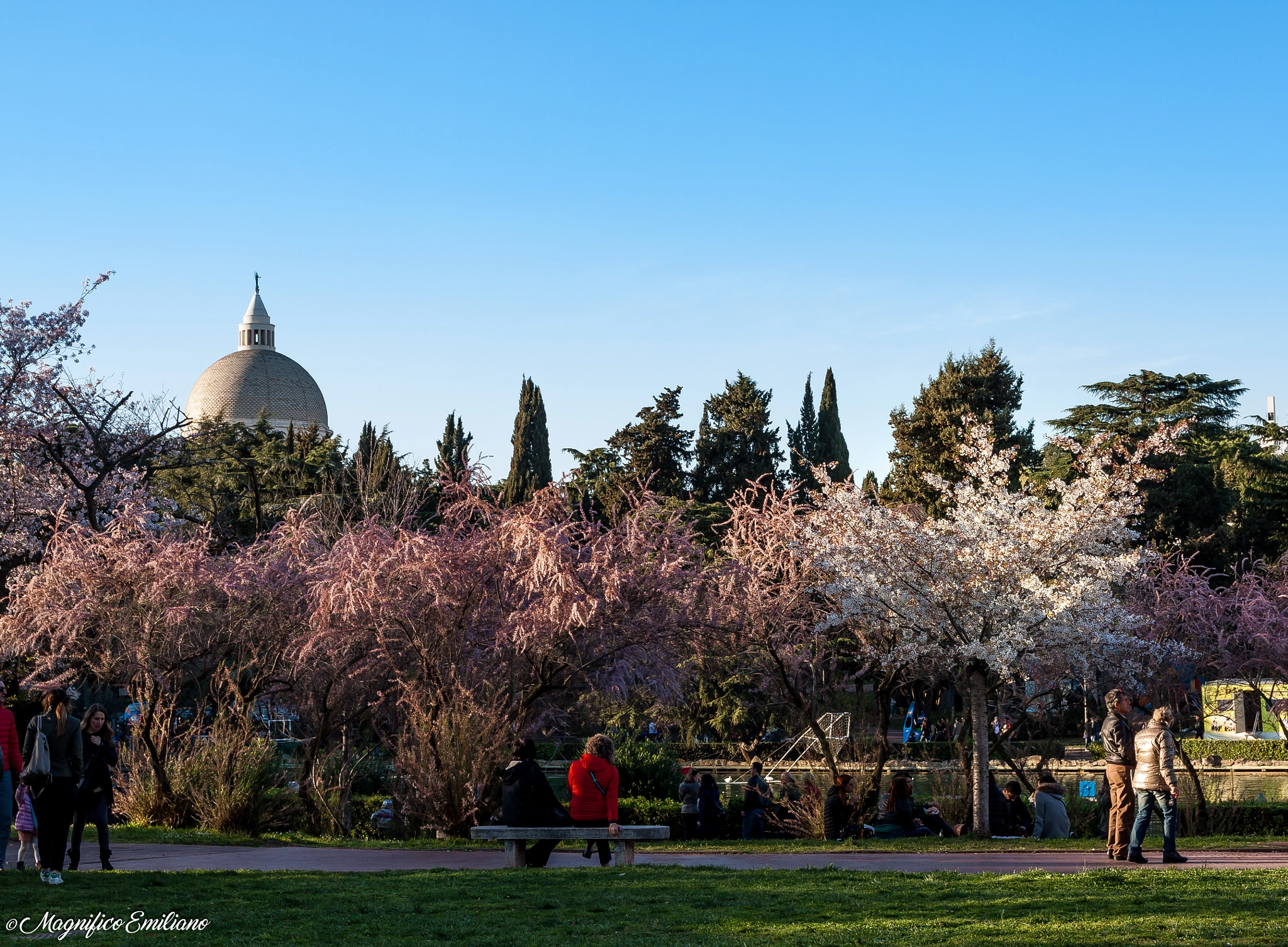 Canon EOS 50D + Canon EF-S 17-55mm F2.8 IS USM sample photo. Rome - blooming sakura photography