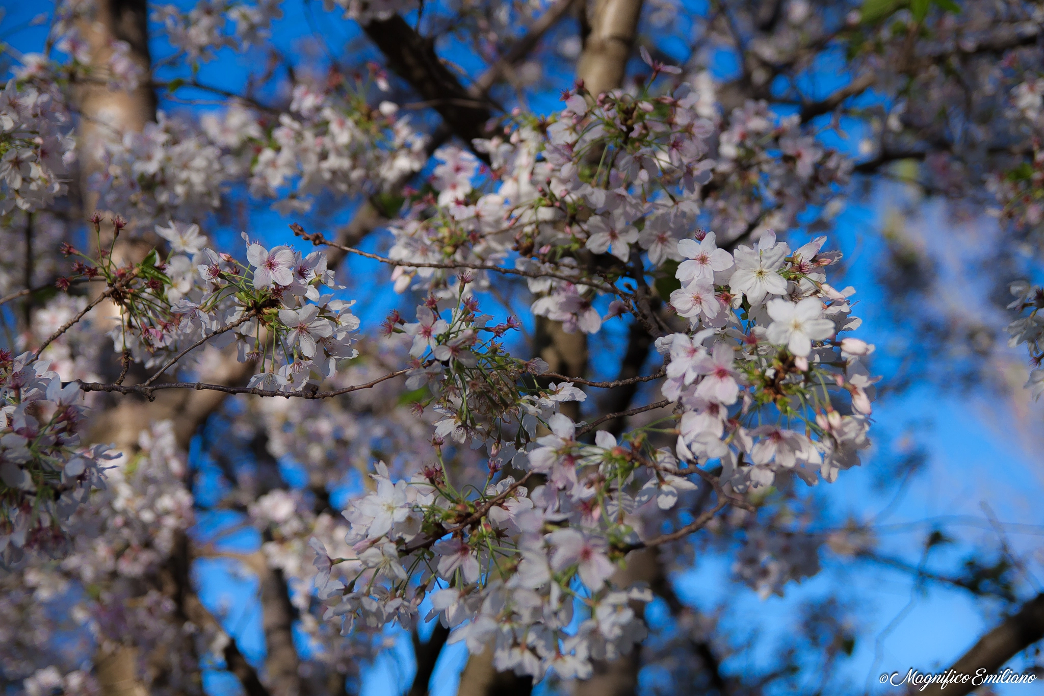 Canon EOS 50D + Canon EF-S 17-55mm F2.8 IS USM sample photo. Rome - blooming sakura photography