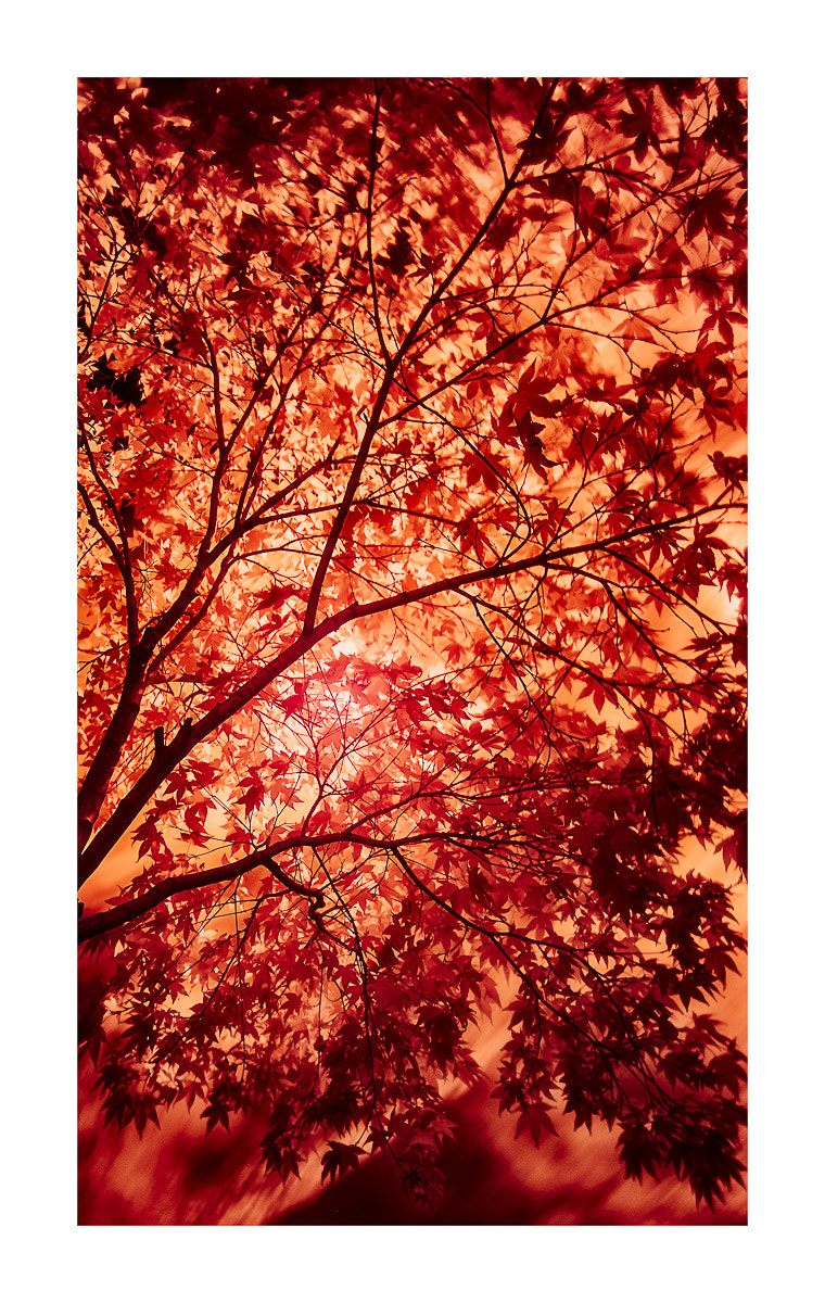 Fujifilm X-Pro1 sample photo. Abstract sun through ace. photography