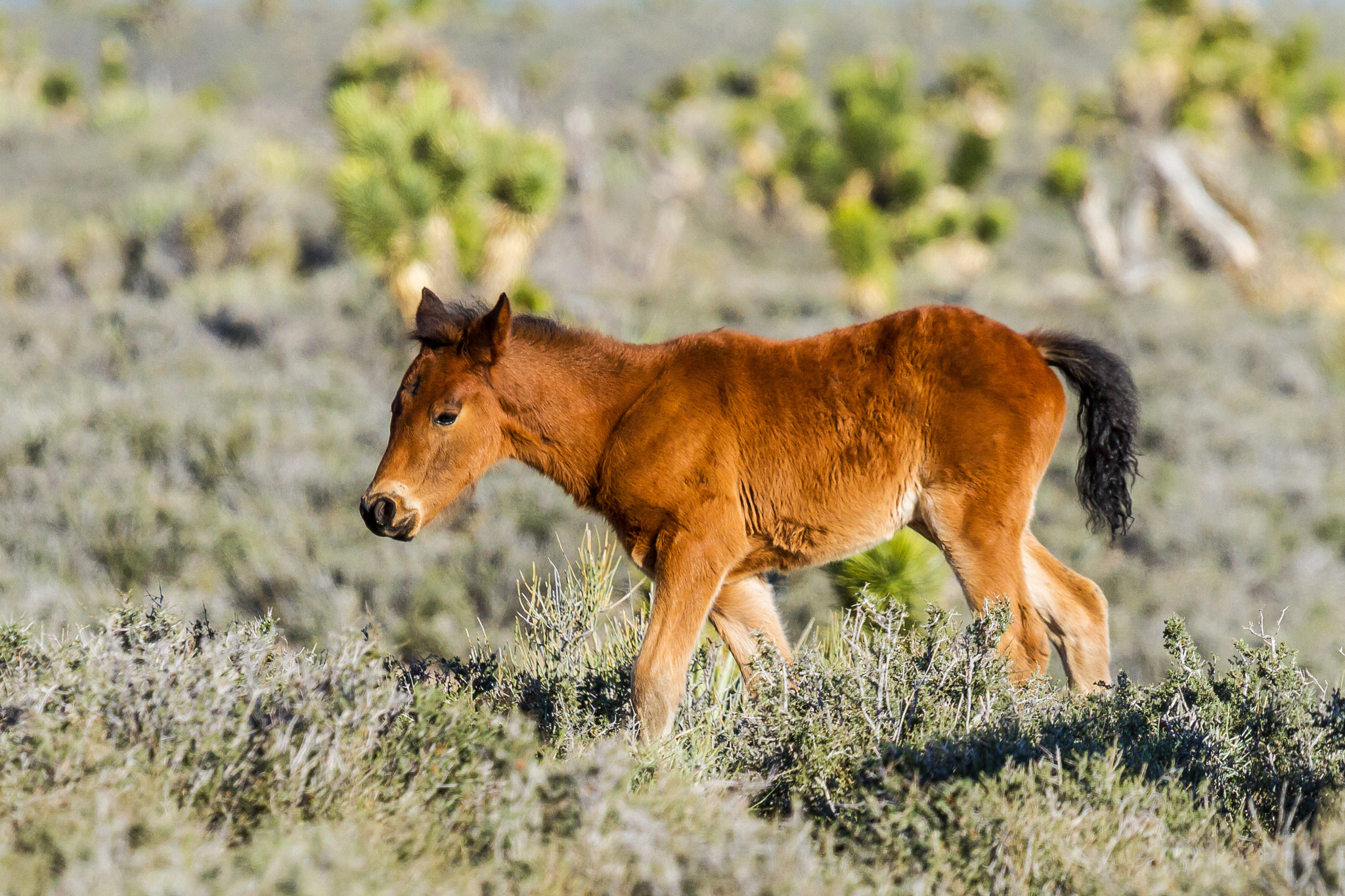Canon EF 100-400mm F4.5-5.6L IS USM sample photo. Foal photography