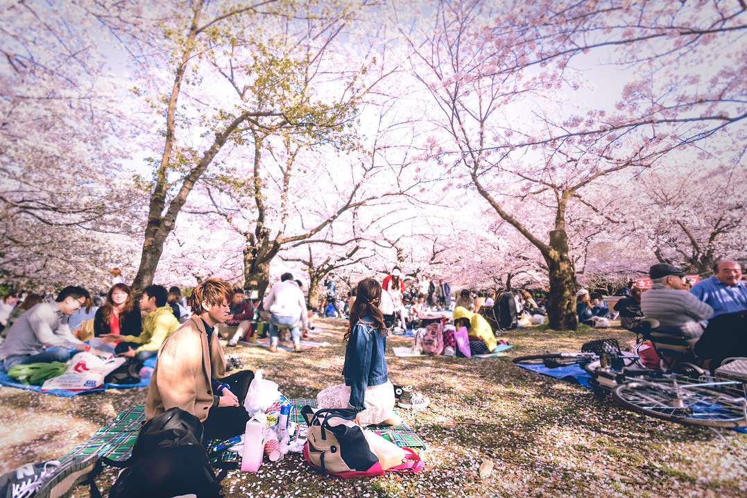 Nikon D5200 + Sigma 10-20mm F4-5.6 EX DC HSM sample photo. Sakura festival, tokyo photography