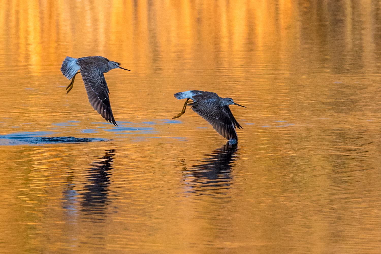 Nikon AF-S Nikkor 400mm F2.8G ED VR II sample photo. Salt river photography