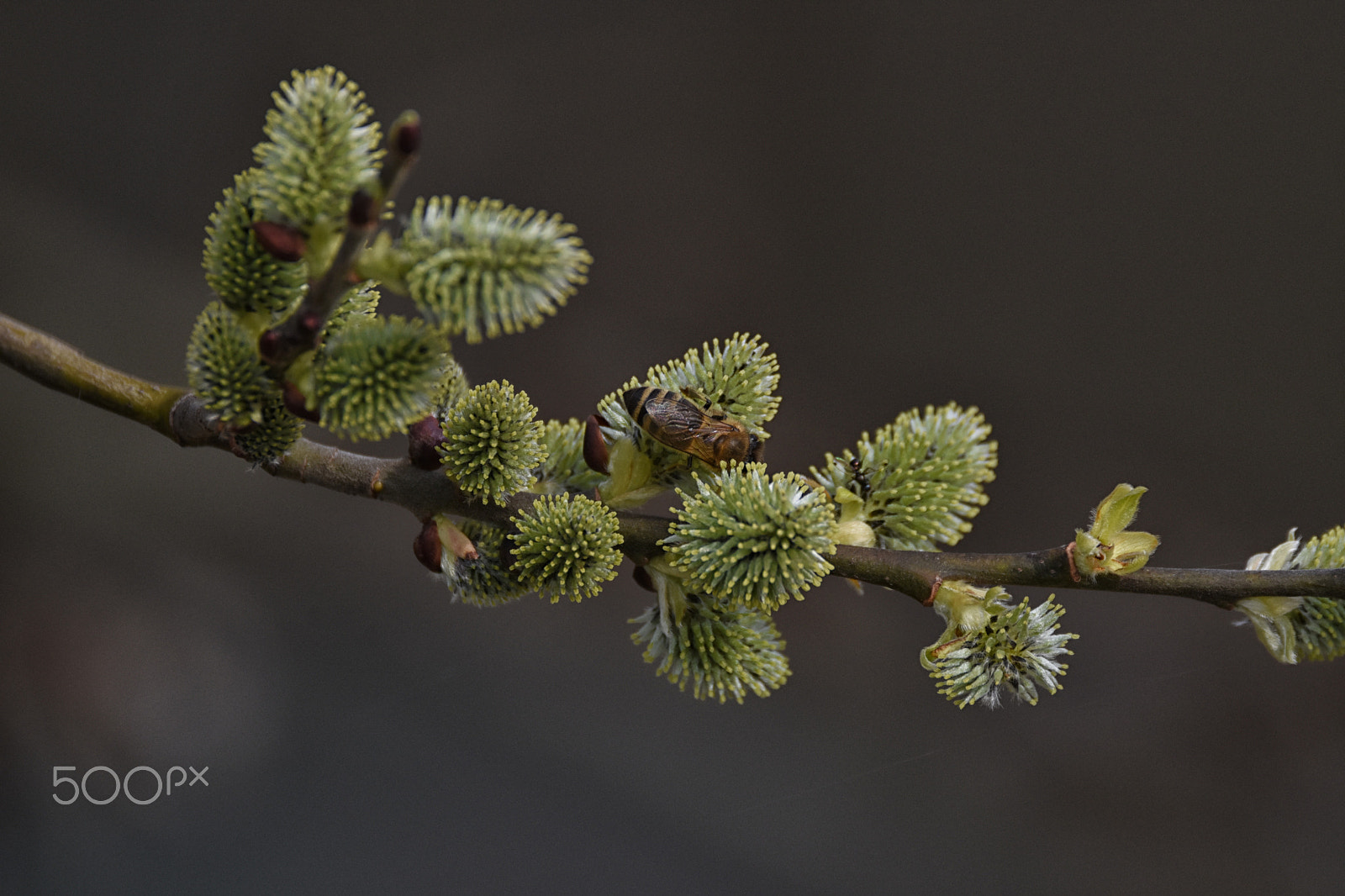 Sigma 150-600mm F5-6.3 DG OS HSM | C sample photo. Bee photography