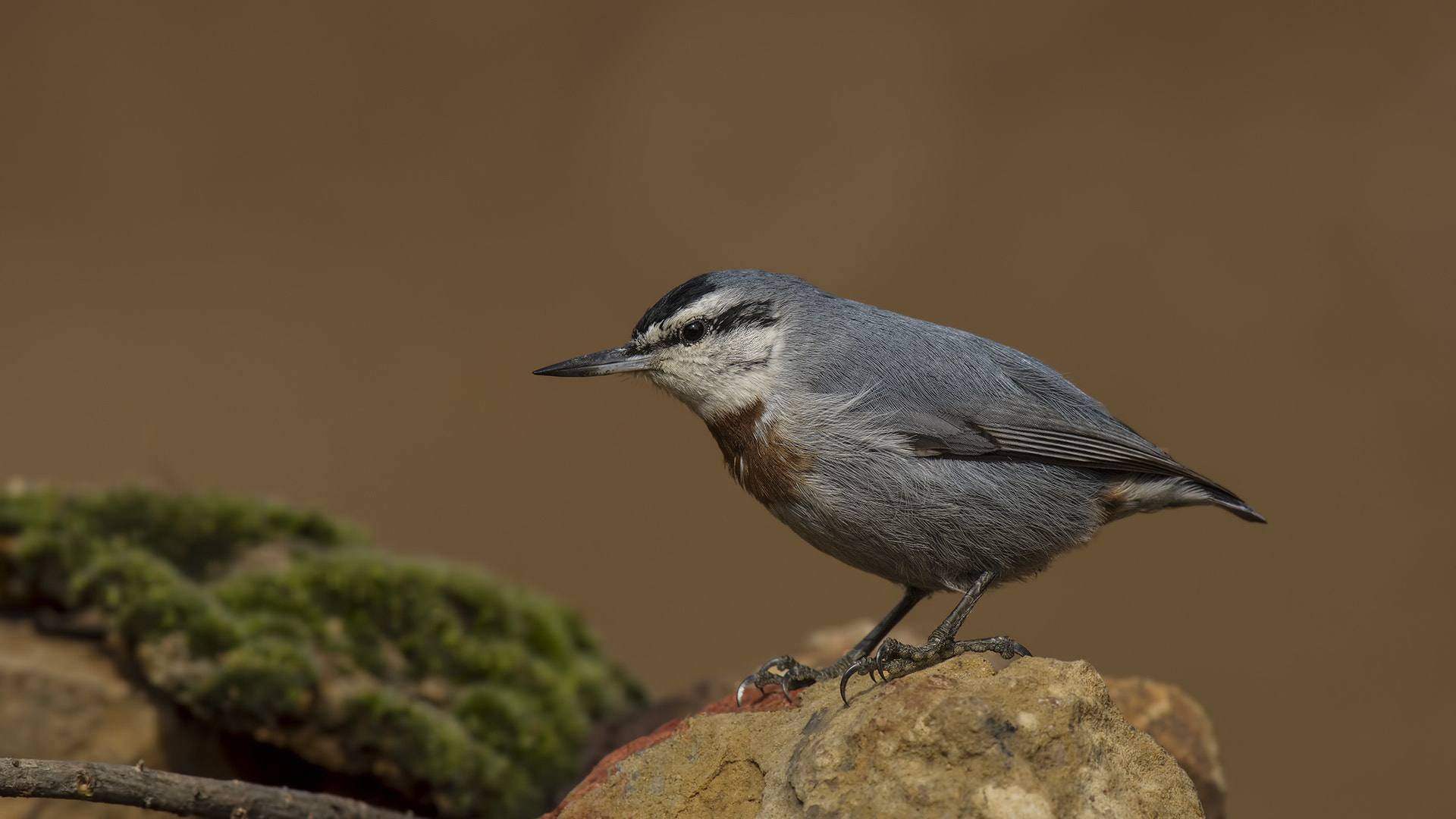 Nikon AF-S Nikkor 200-500mm F5.6E ED VR sample photo. Fhd photography
