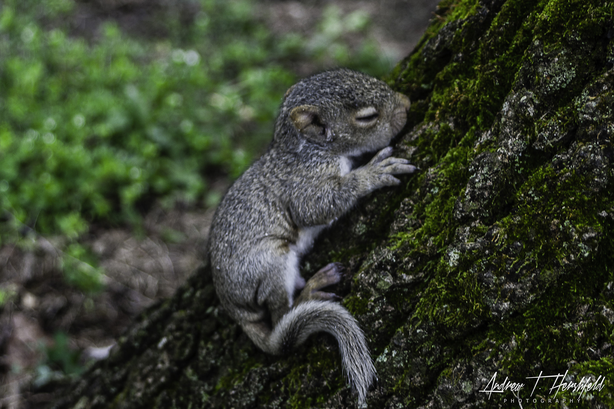 Canon EF 28-80mm f/3.5-5.6 sample photo. Baby squirrel photography
