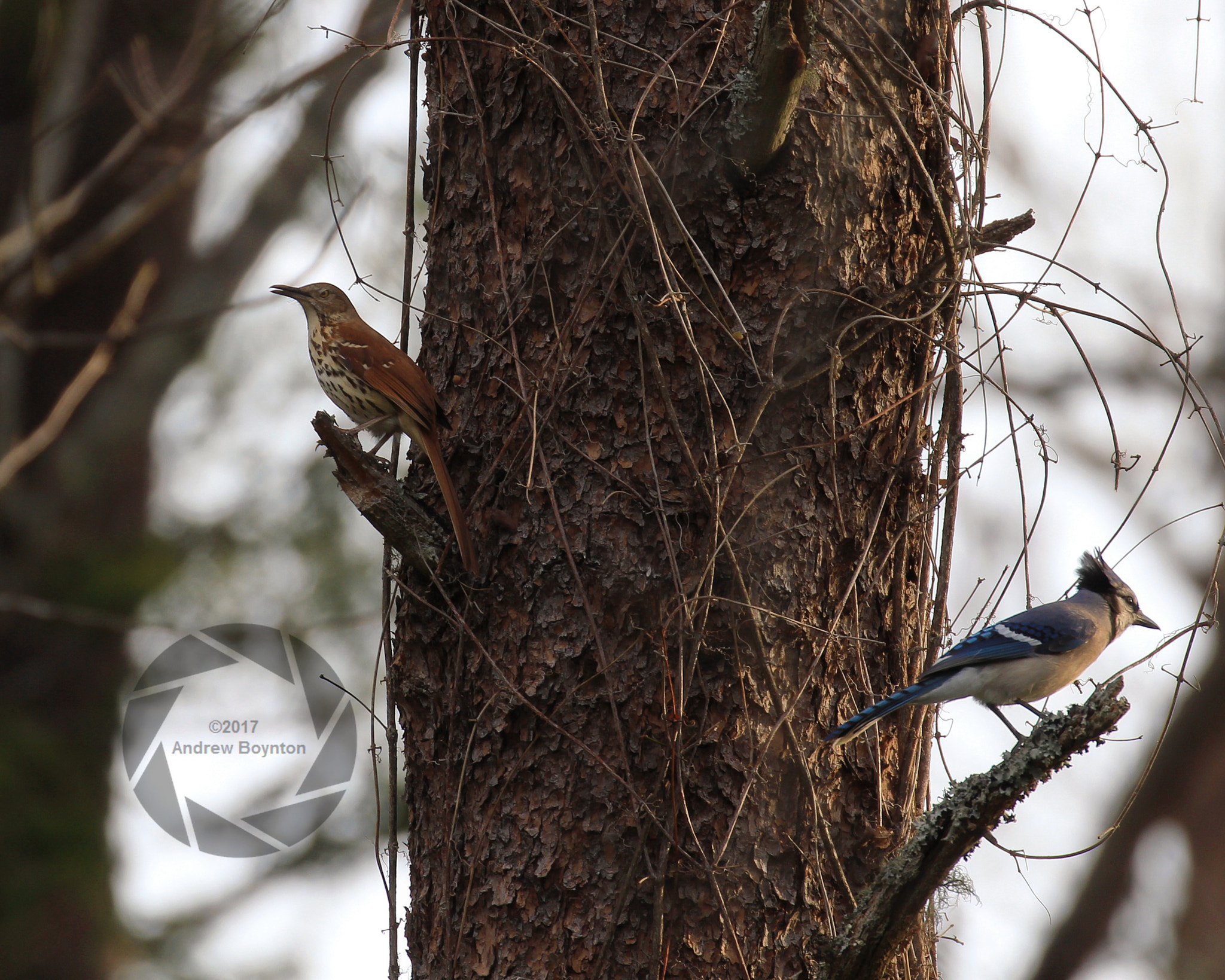 Canon EOS 60D sample photo. Brown thrasher bluejay photography