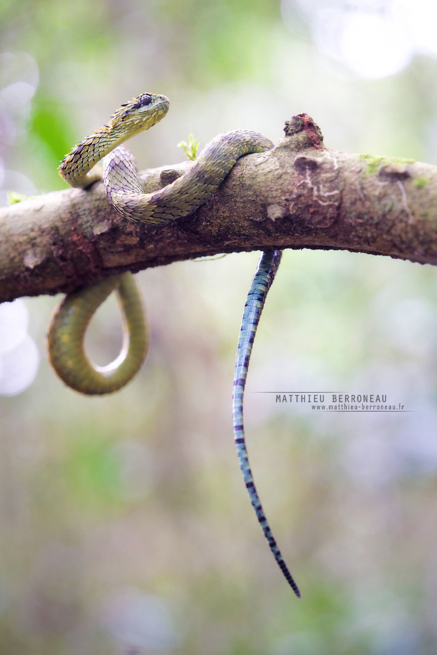 Sony a7 II + Sony FE 90mm F2.8 Macro G OSS sample photo. Dragon snake photography