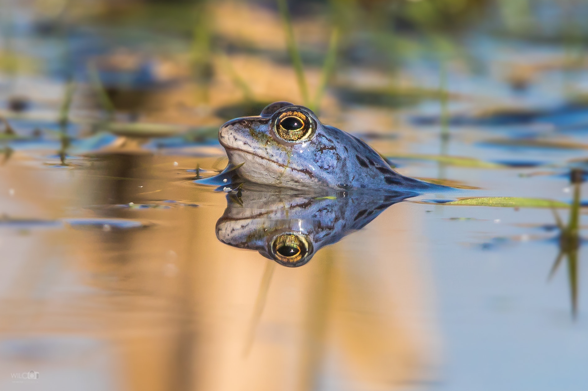 150-600mm F5-6.3 DG OS HSM | Sports 014 sample photo. Blue frog photography