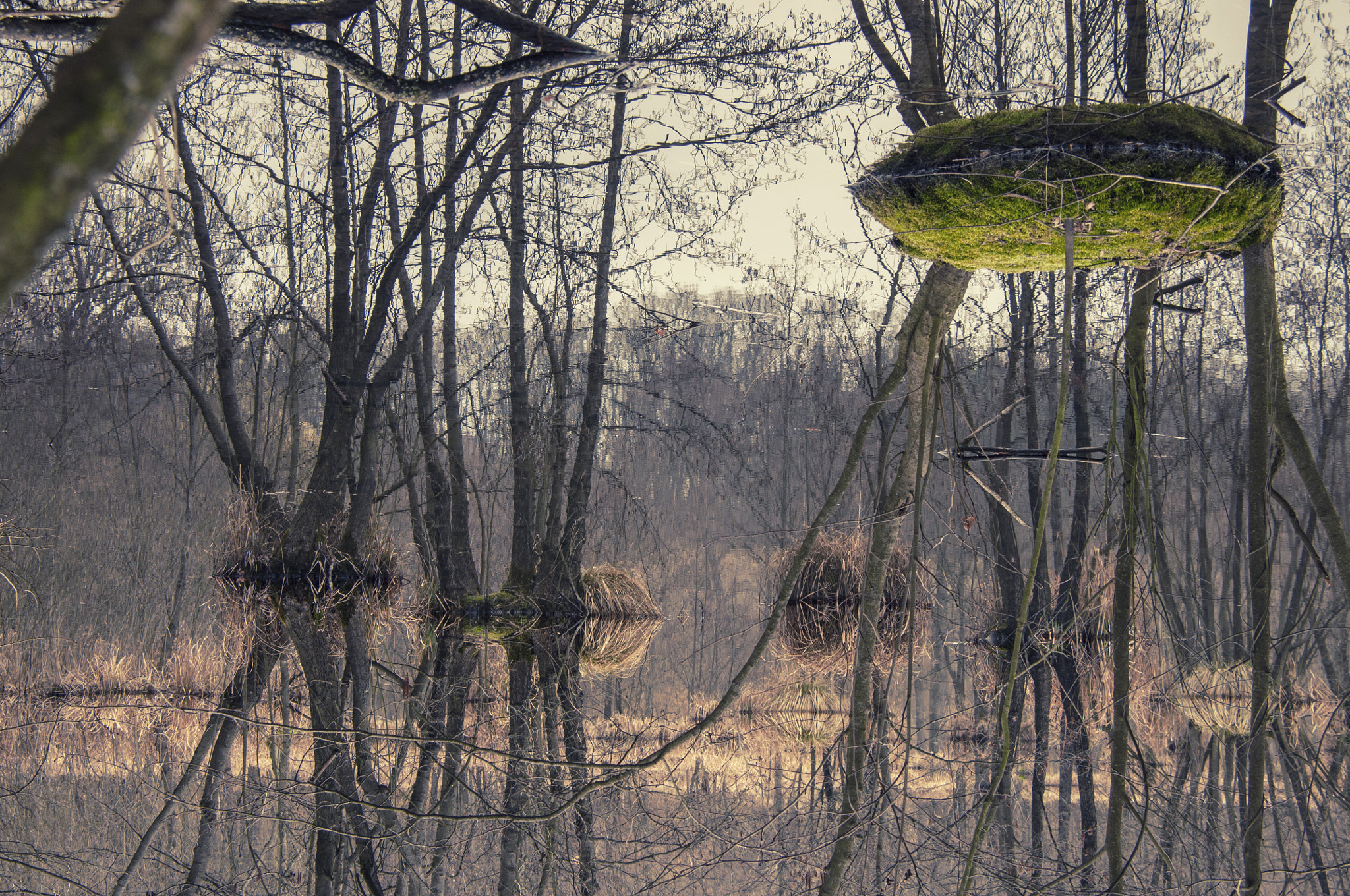 Nikon D300S sample photo. Swamp photography