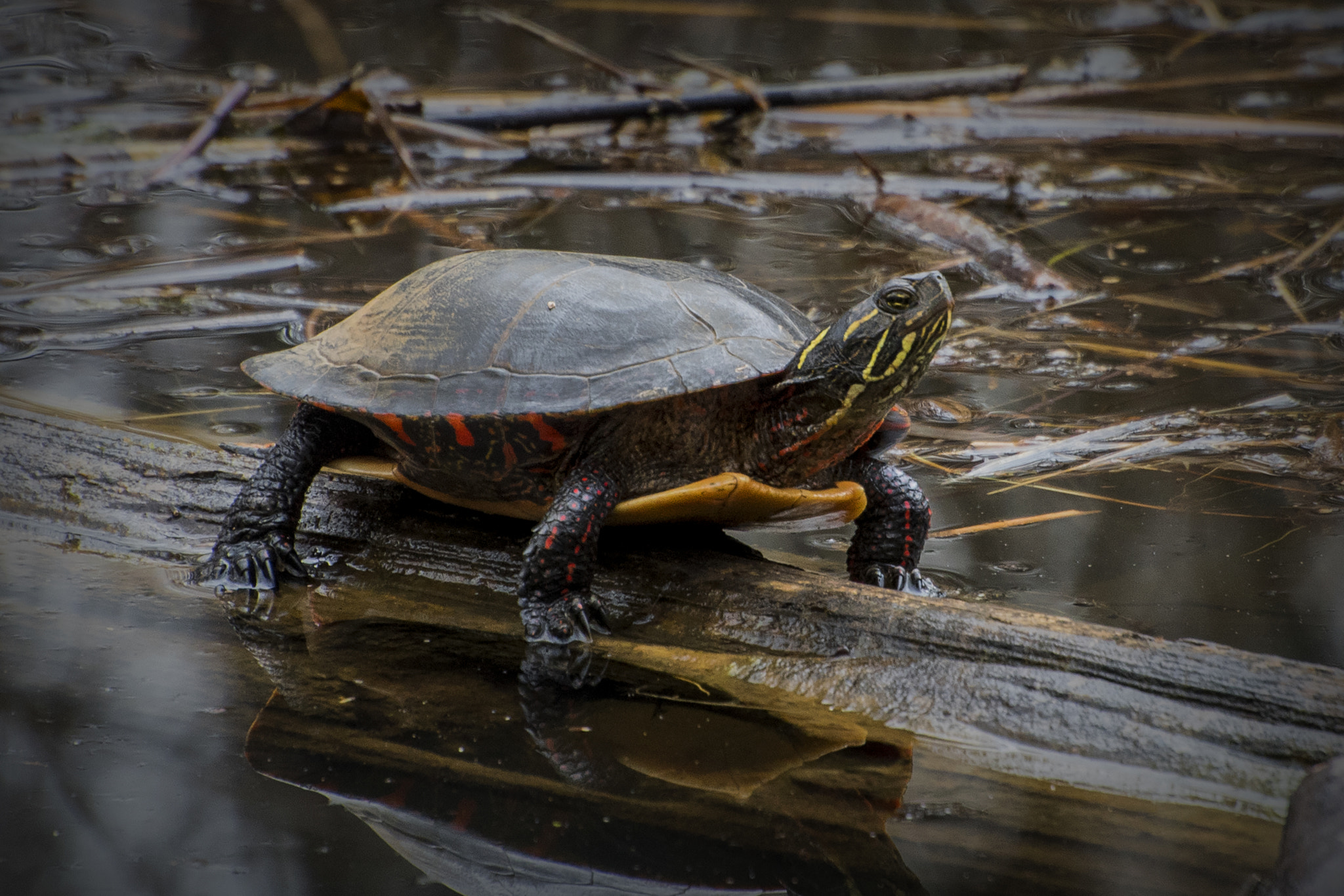Nikon D500 sample photo. Painted turtle. windsor, on. photography
