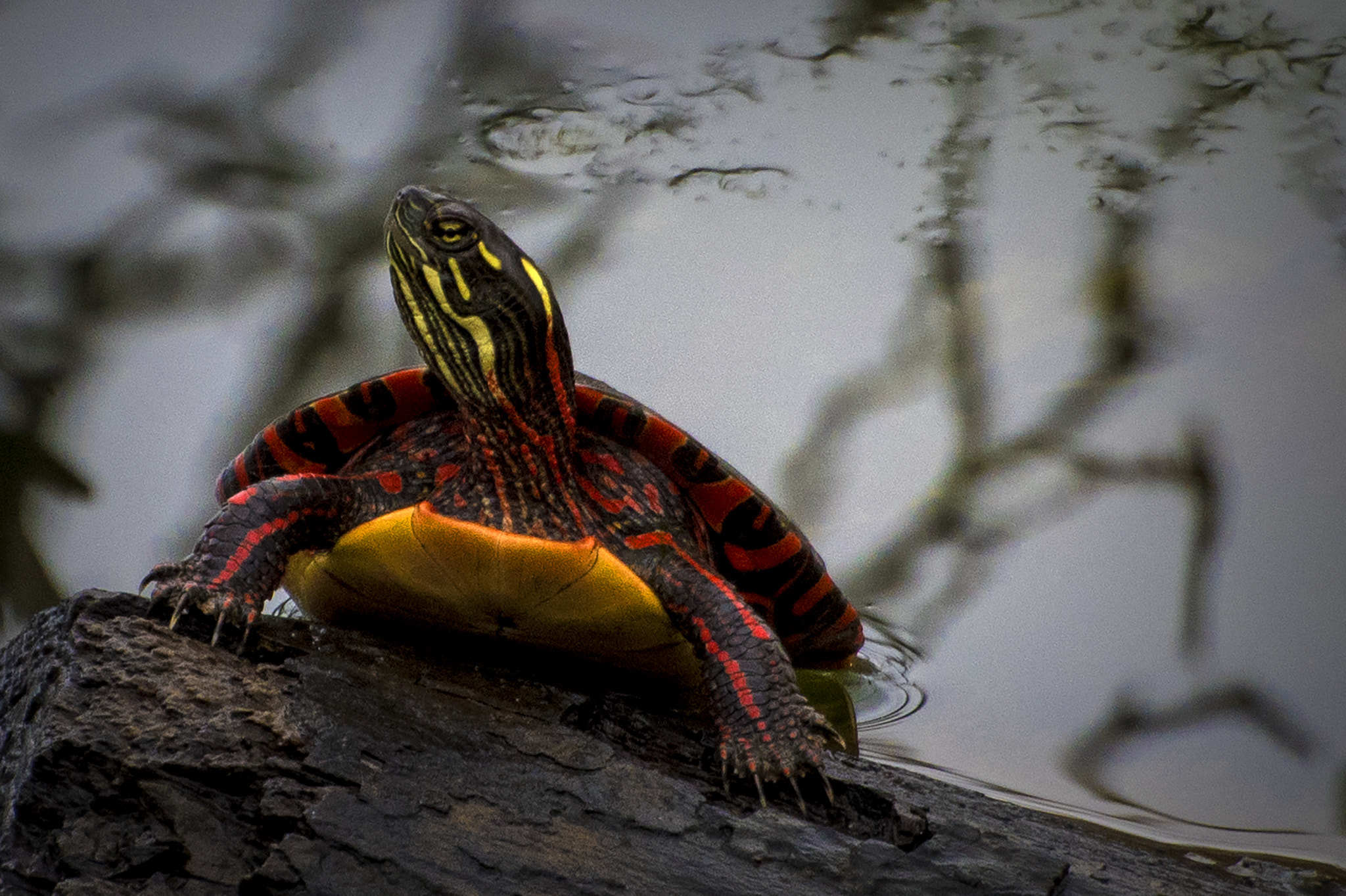Nikon D500 sample photo. Emerging. windsor, on. photography