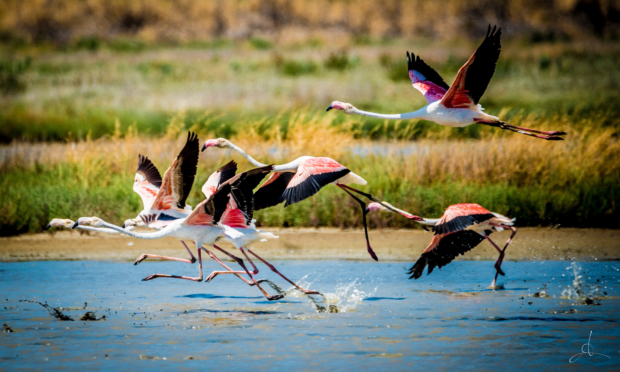 Nikon D750 sample photo. Flying flamingos photography