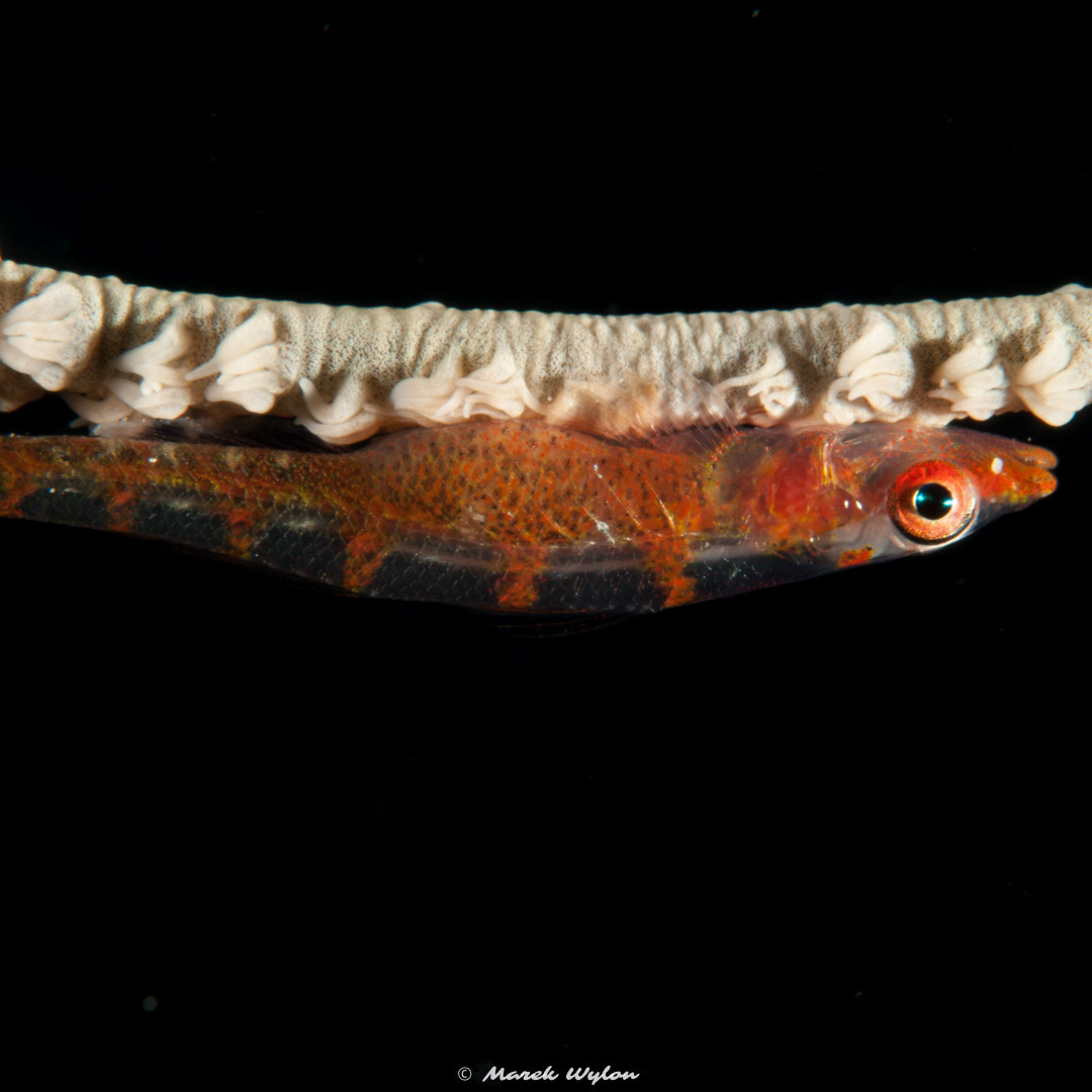 Nikon AF-S Micro-Nikkor 60mm F2.8G ED sample photo. Stonycoral ghostgoby | thubbataha reef | 2012.04.26 photography