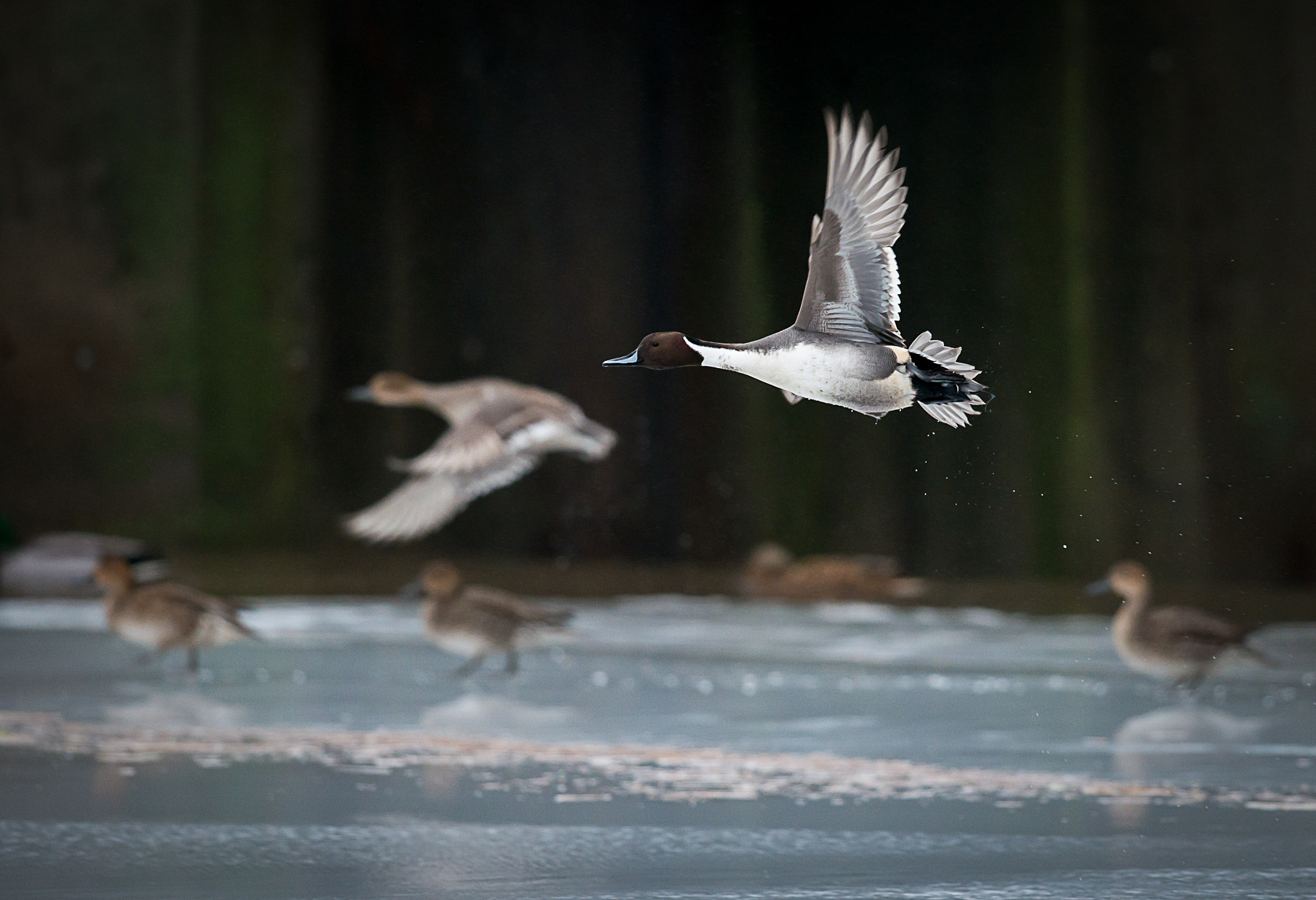 Nikon D800 sample photo. Northern pintails. photography