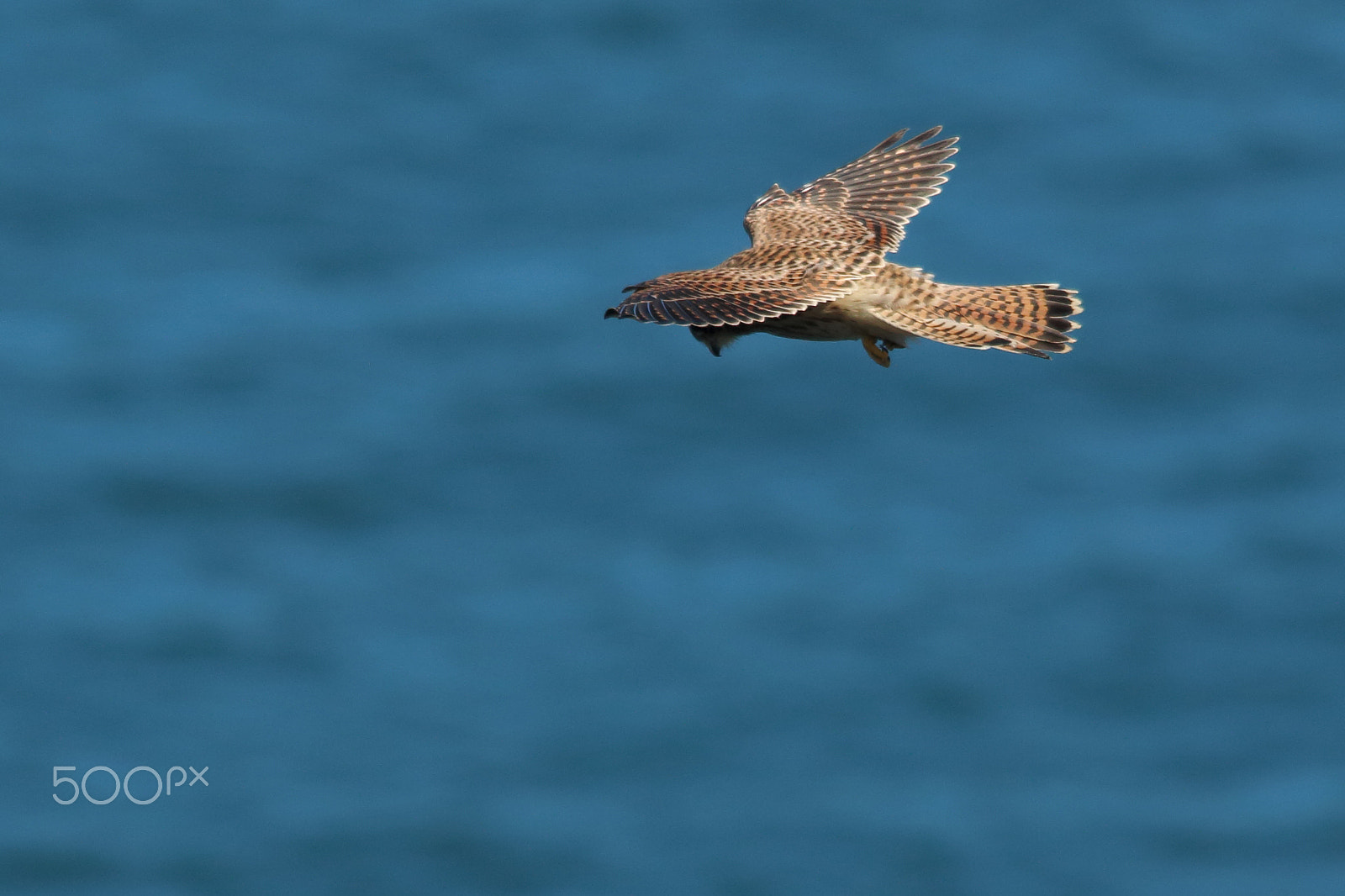 Canon EOS 70D + Sigma 150-500mm F5-6.3 DG OS HSM sample photo. Wind fighter photography