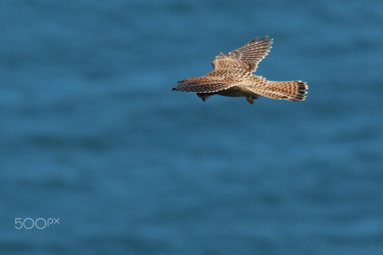 Sigma 150-500mm F5-6.3 DG OS HSM sample photo. Wind fighter photography