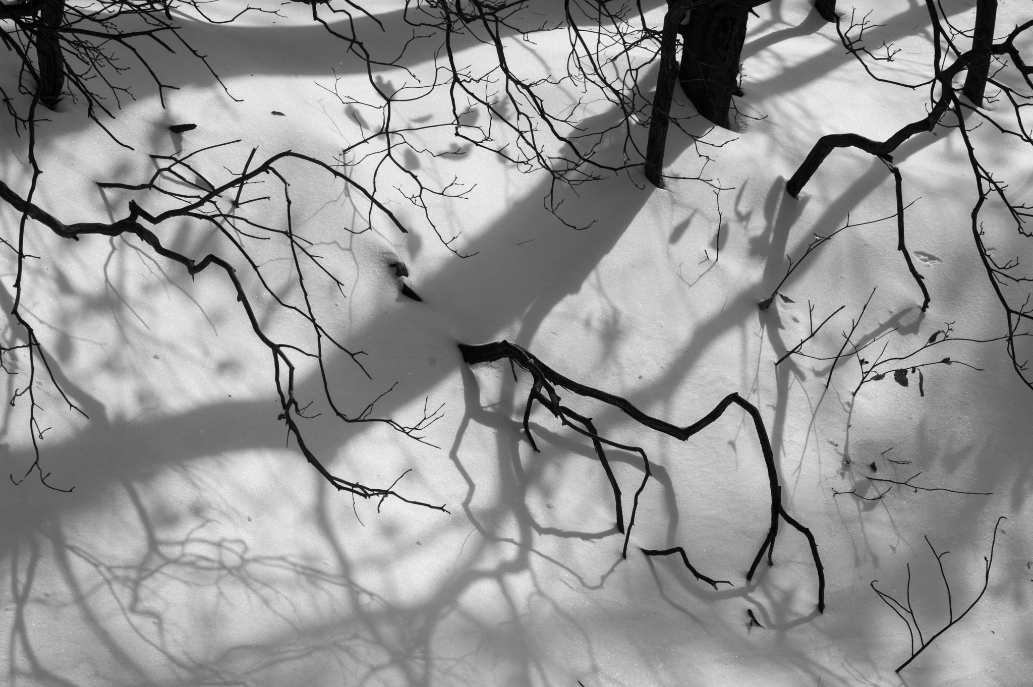 Pentax smc D-FA 100mm F2.8 Macro WR sample photo. Bank of trees and shadows photography