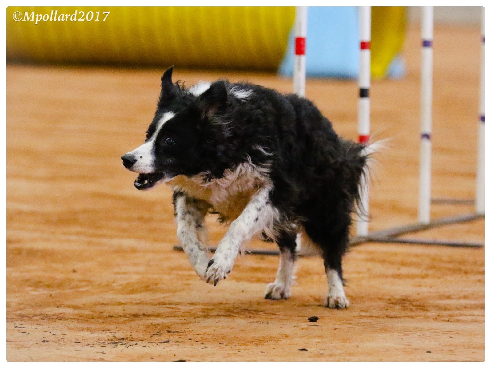 Canon EF 70-200mm F2.8L IS II USM sample photo. Agility show at ranch park. photography