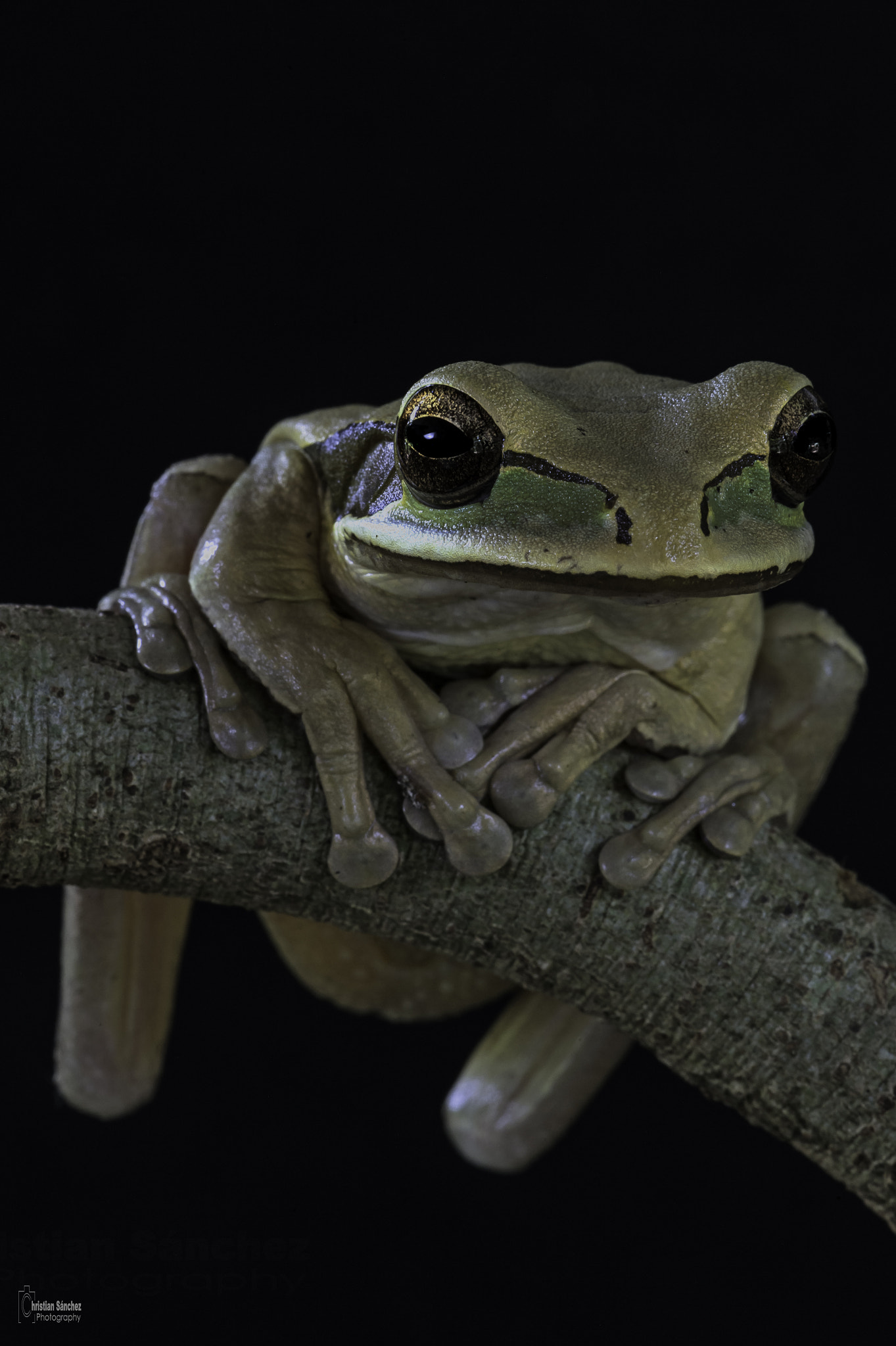 Nikon AF-S Micro-Nikkor 105mm F2.8G IF-ED VR sample photo. Masked treefroog photography