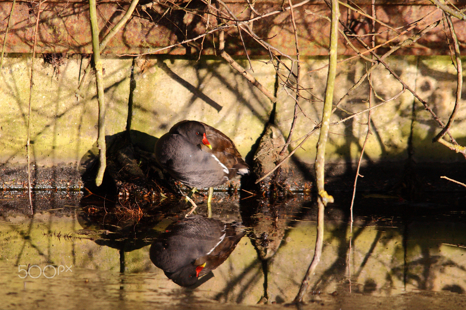 Sigma 150-500mm F5-6.3 DG OS HSM sample photo. Moorhen photography