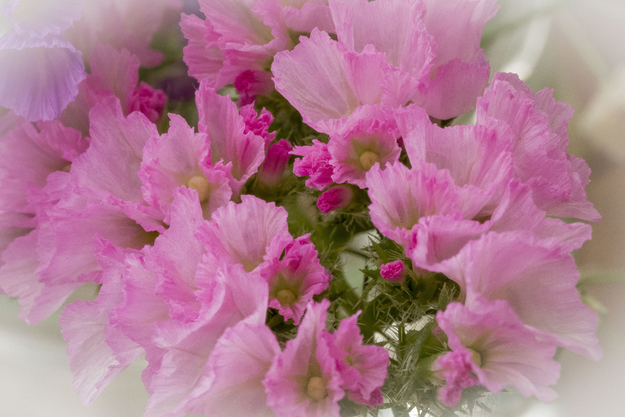 Panasonic Lumix DMC-GM5 sample photo. Pink flowers photography