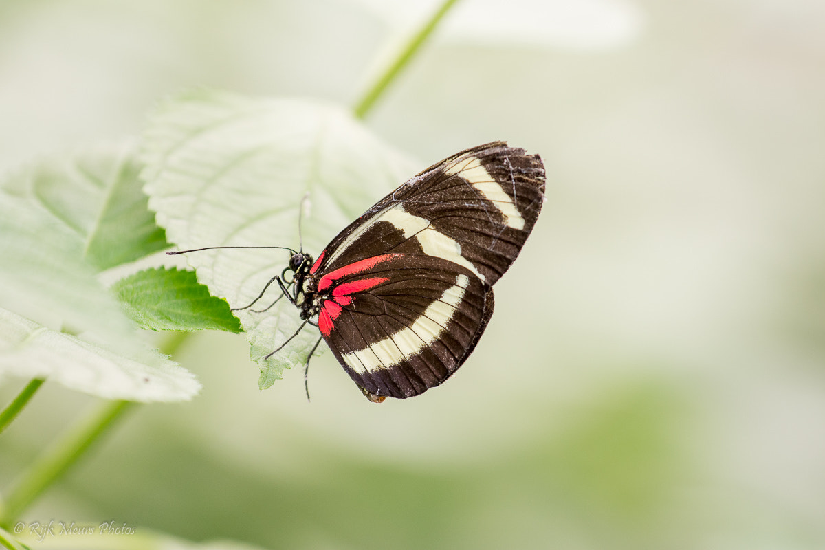 Nikon AF-S Nikkor 70-200mm F4G ED VR sample photo. Butterfly photography