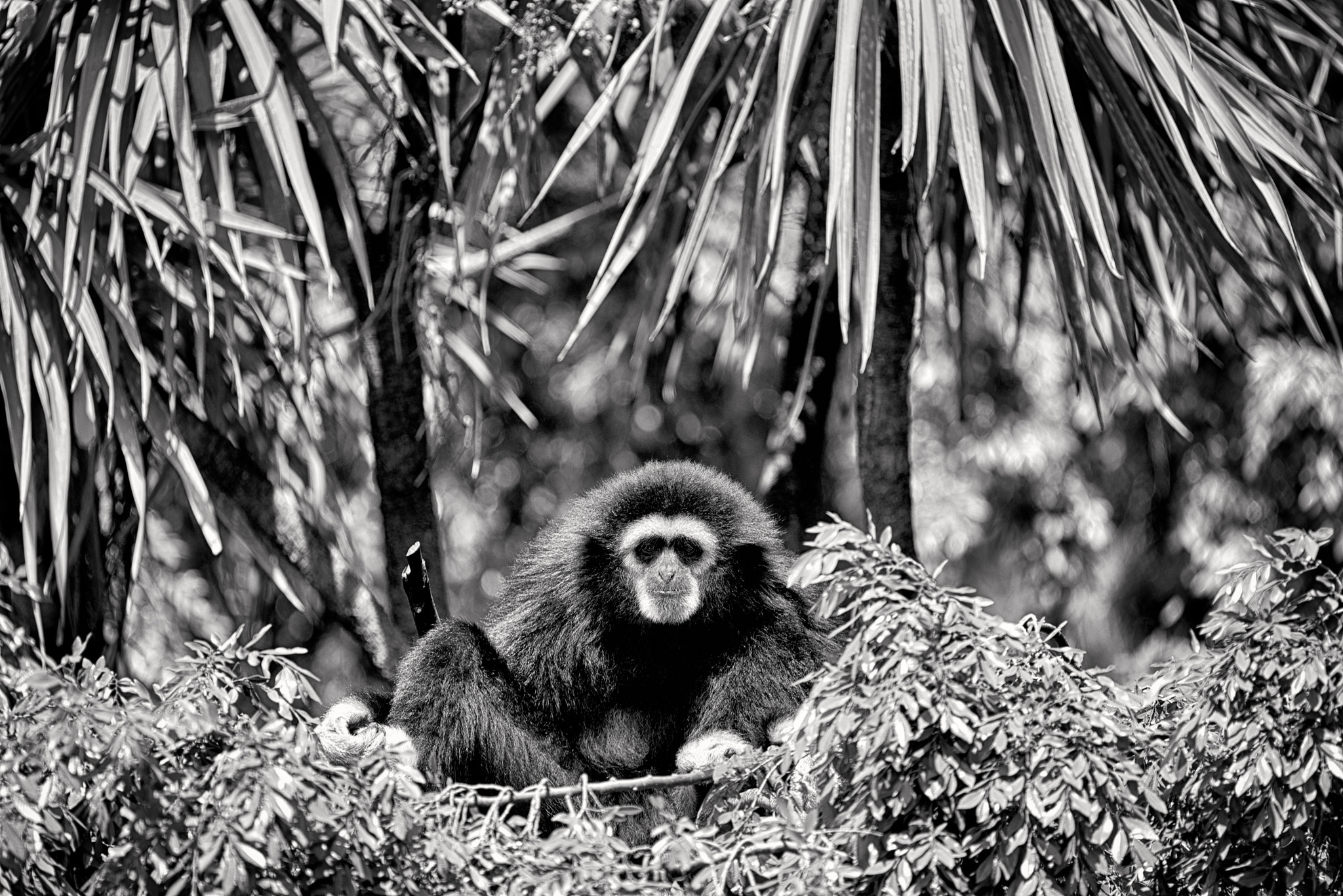 Nikon D750 sample photo. Gibbon photography