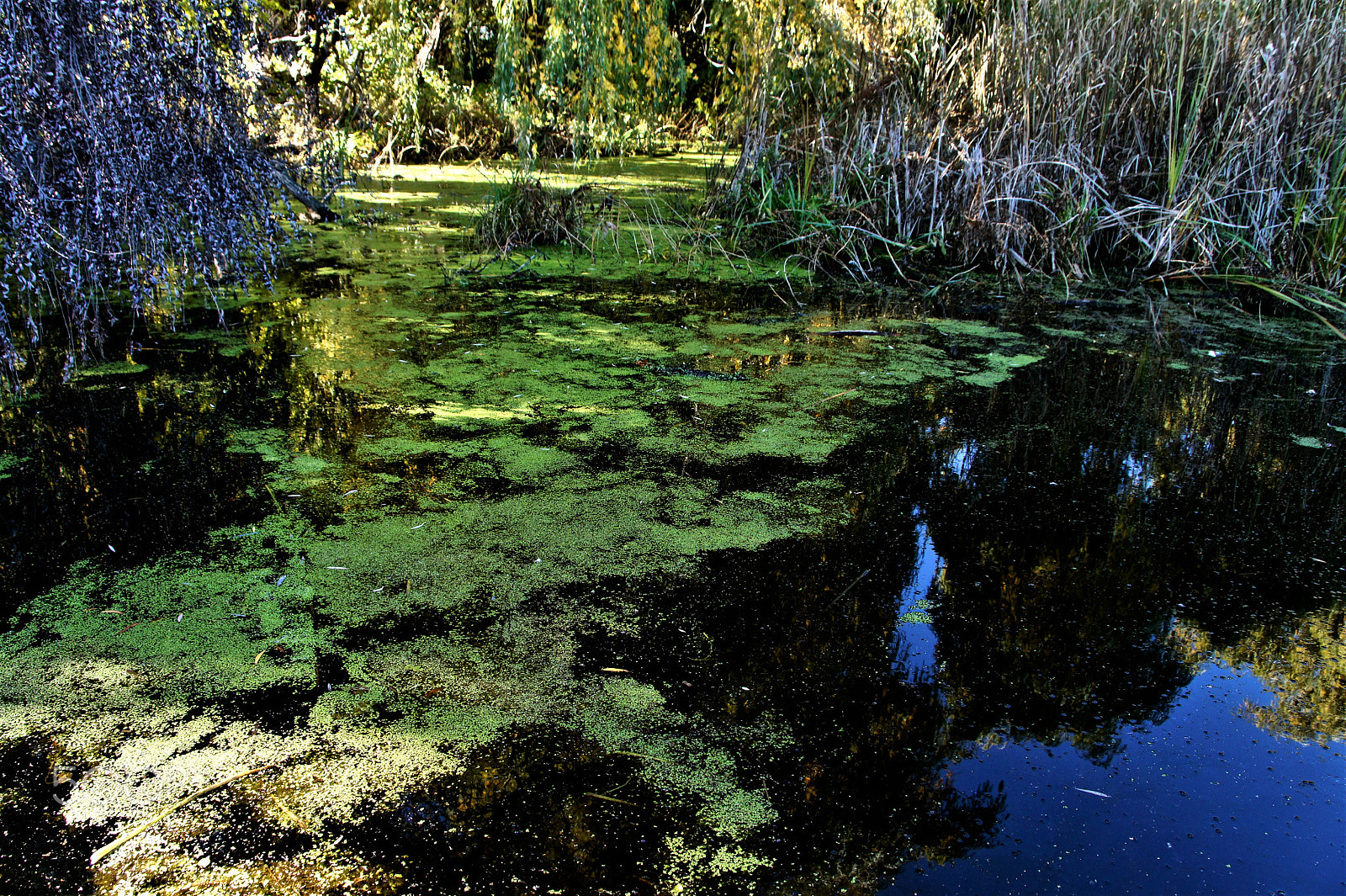 Sony Alpha NEX-5 sample photo. Marshland photography