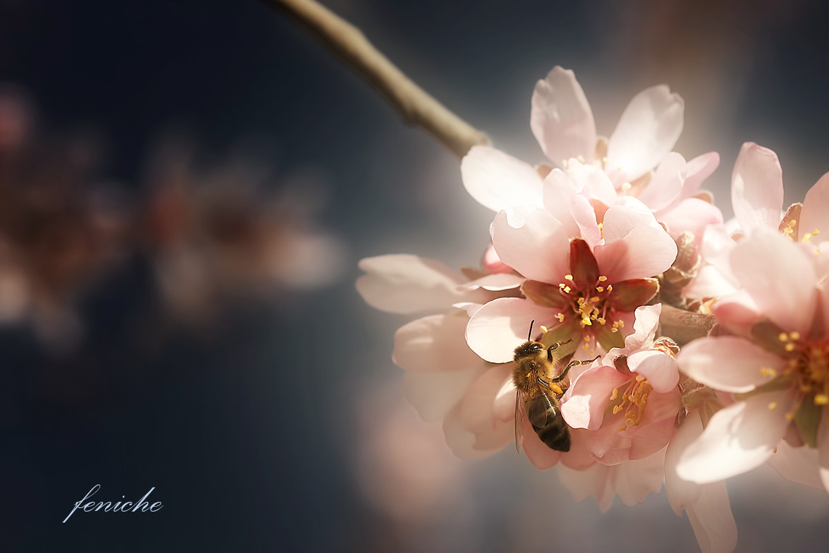 Canon EF 100mm F2.8 Macro USM sample photo. Primavera photography