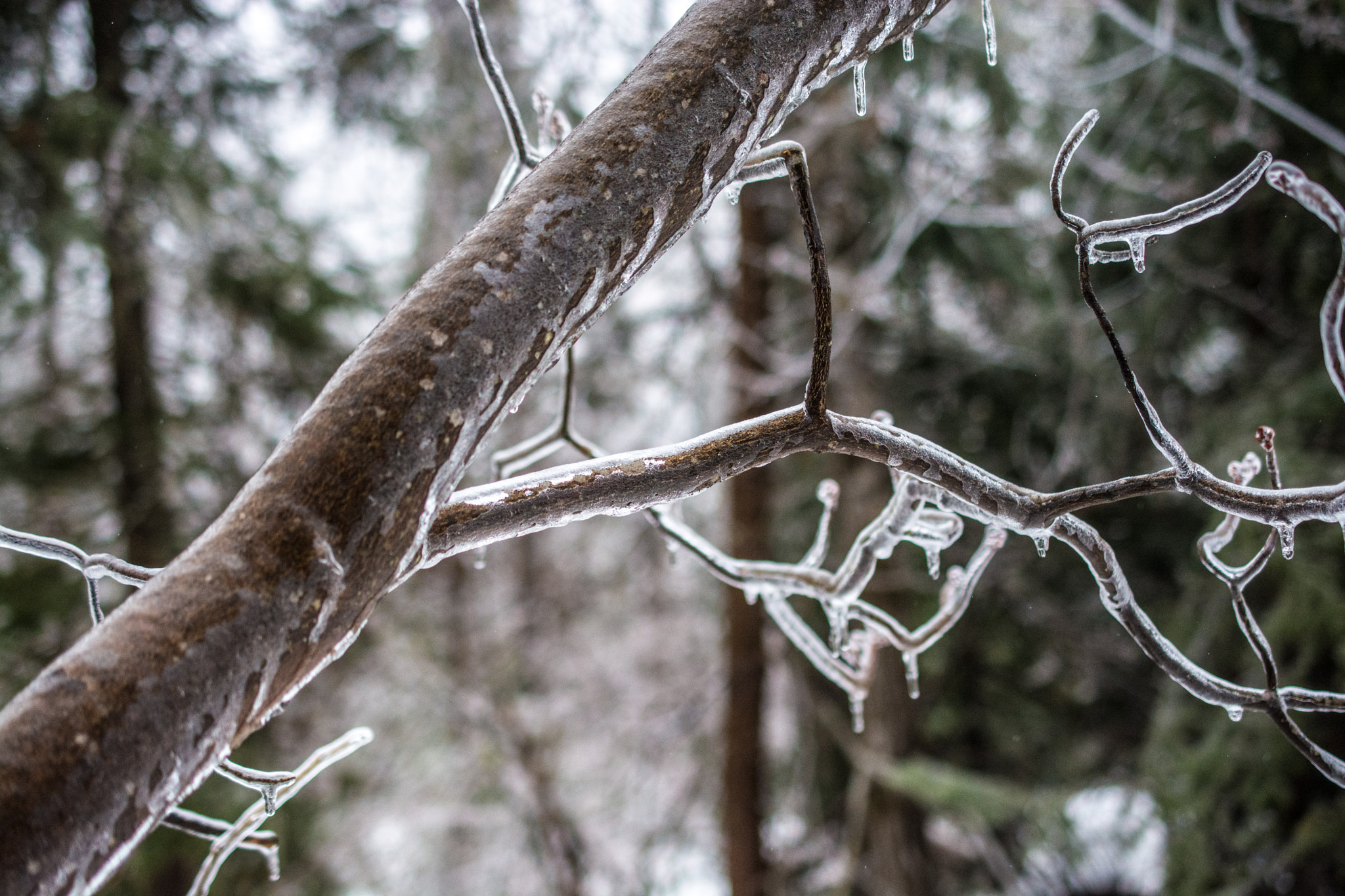 Nikon AF-S DX Micro Nikkor 40mm F2.8 sample photo. Frozen tree photography