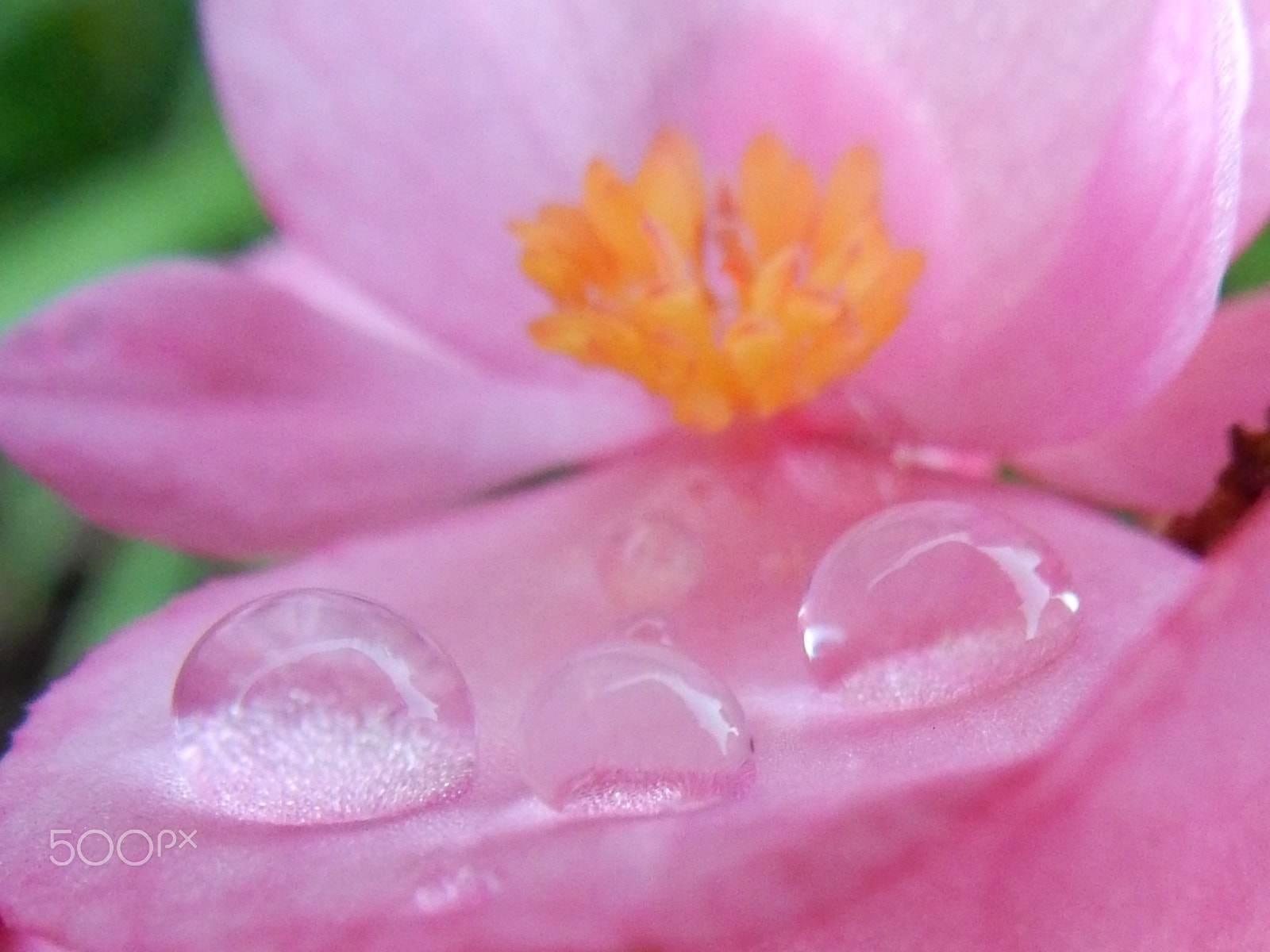 Nikon Coolpix S9700 sample photo. Droplets photography