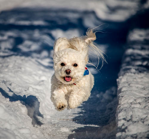 Canon EF-S 55-250mm F4-5.6 IS STM sample photo. Dufas enjoying the snow! photography