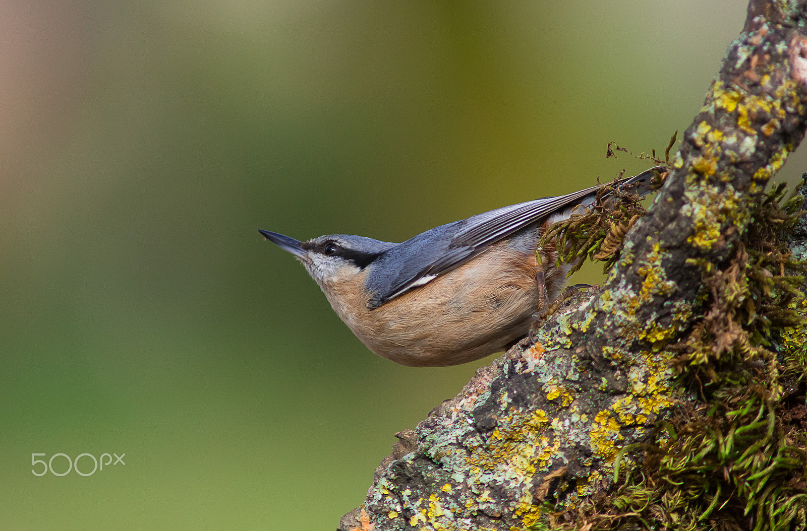 Nikon D7100 + AF Nikkor 300mm f/4 IF-ED sample photo. Eurasian nuthatch photography