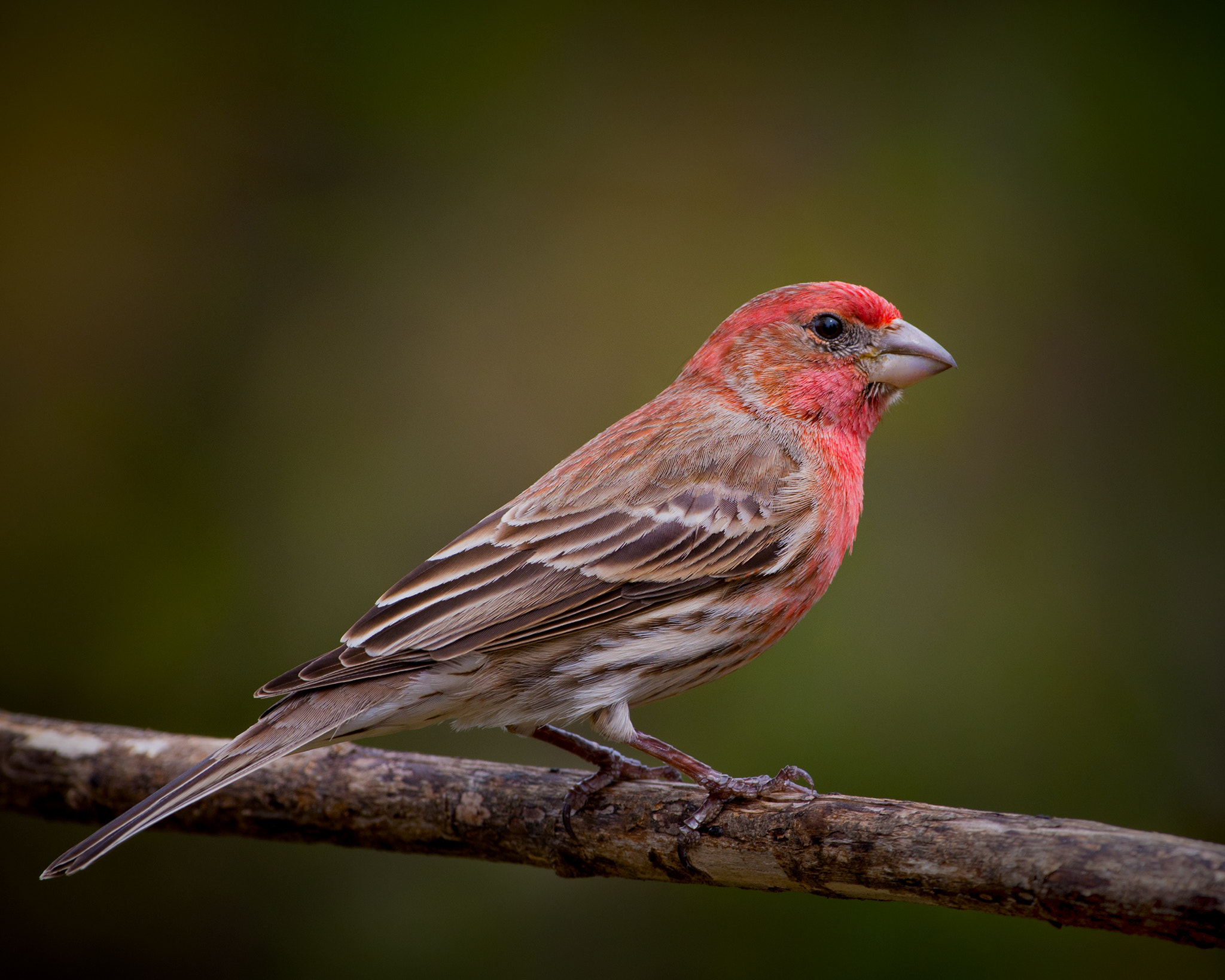 Nikon D600 + Sigma 500mm F4.5 EX DG HSM sample photo. Male house finch photography