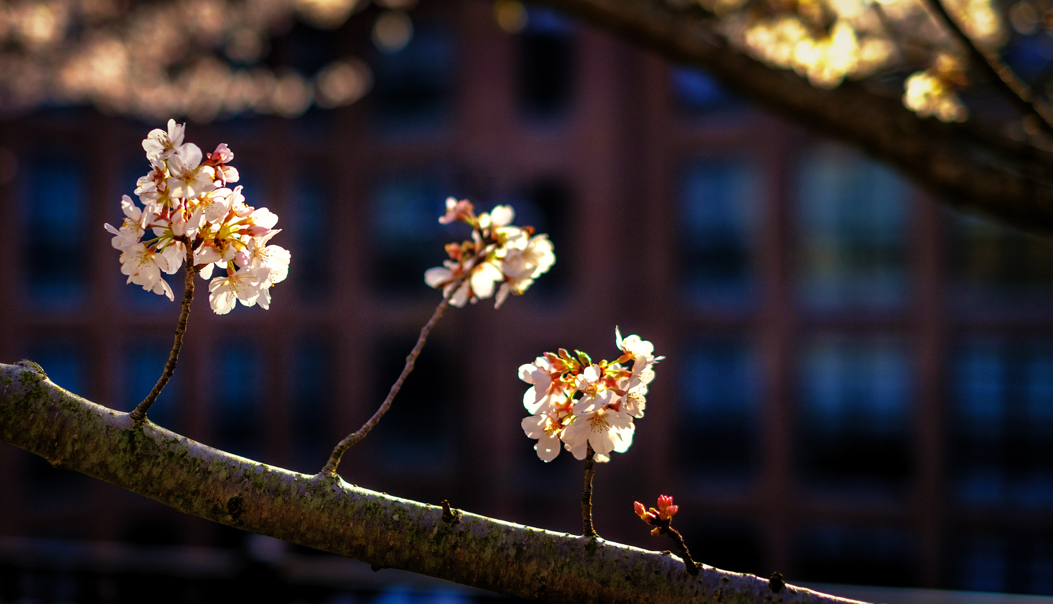 Fujifilm X-Pro2 sample photo. Oella spring. photography