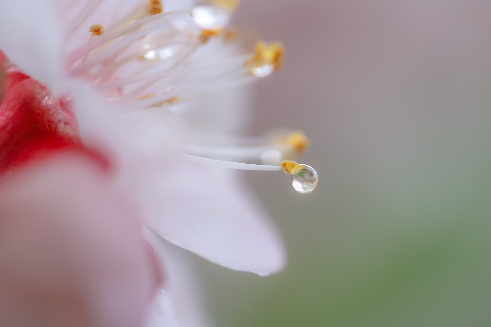 Canon EOS 760D (EOS Rebel T6s / EOS 8000D) + Canon EF-S 60mm F2.8 Macro USM sample photo. A drop of spring photography