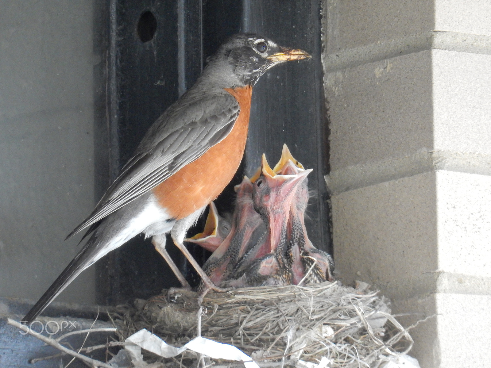 Nikon Coolpix S9700 sample photo. Feeding time photography