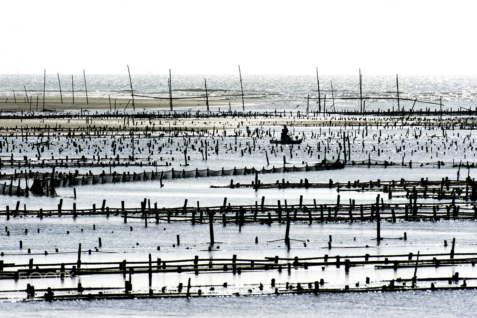 Nikon D700 sample photo. 牡蠣養殖, oyster farming photography