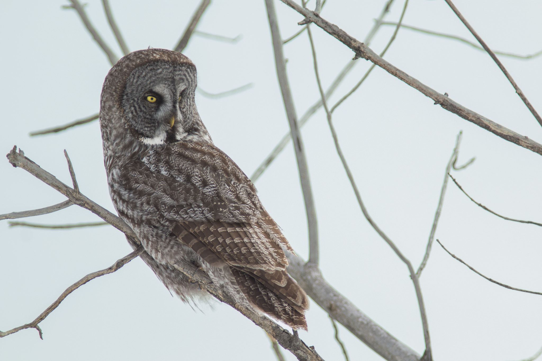 Canon EF 300mm F4L IS USM sample photo. Chouette lapone photography