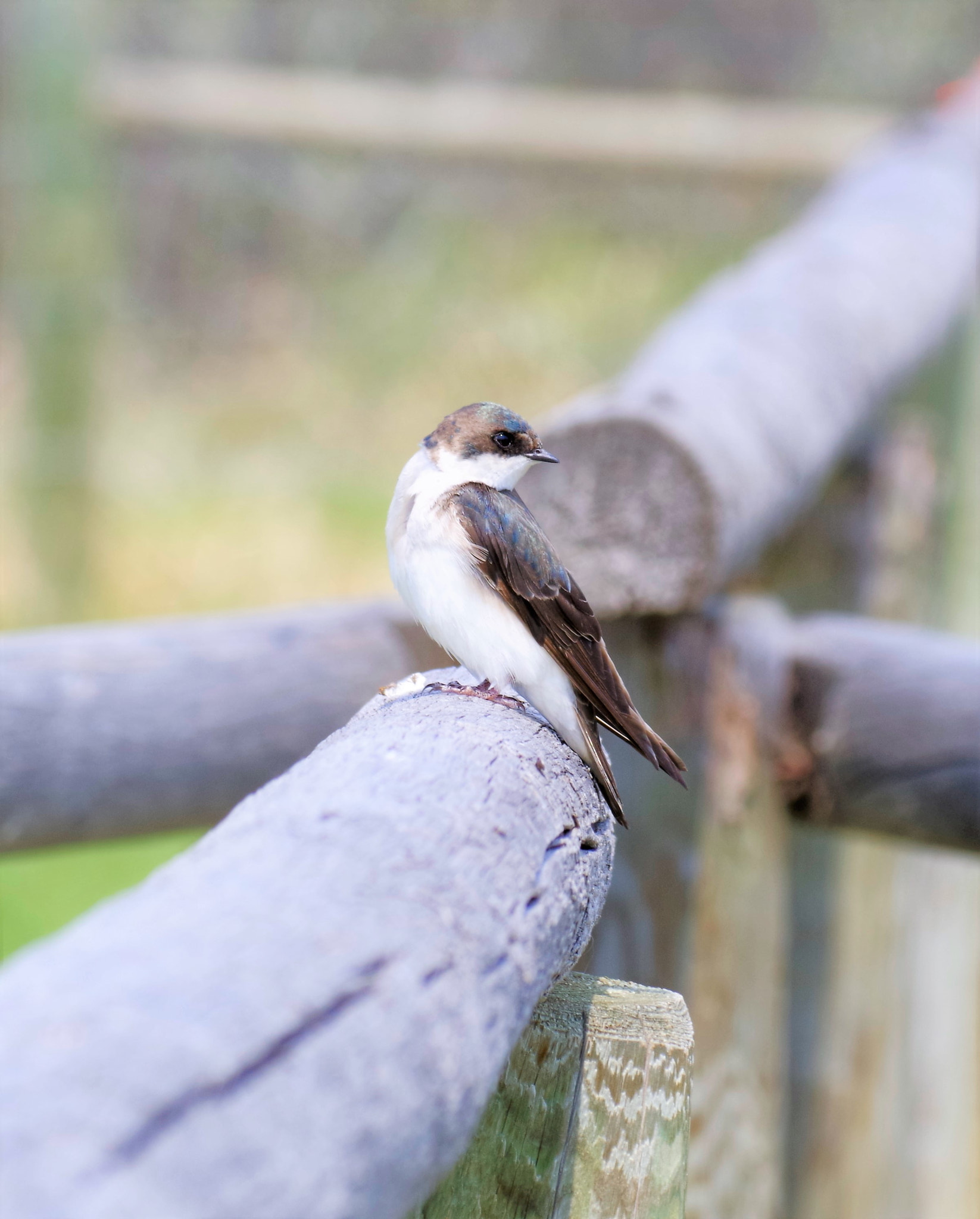 Pentax K-50 sample photo. Swallow photography