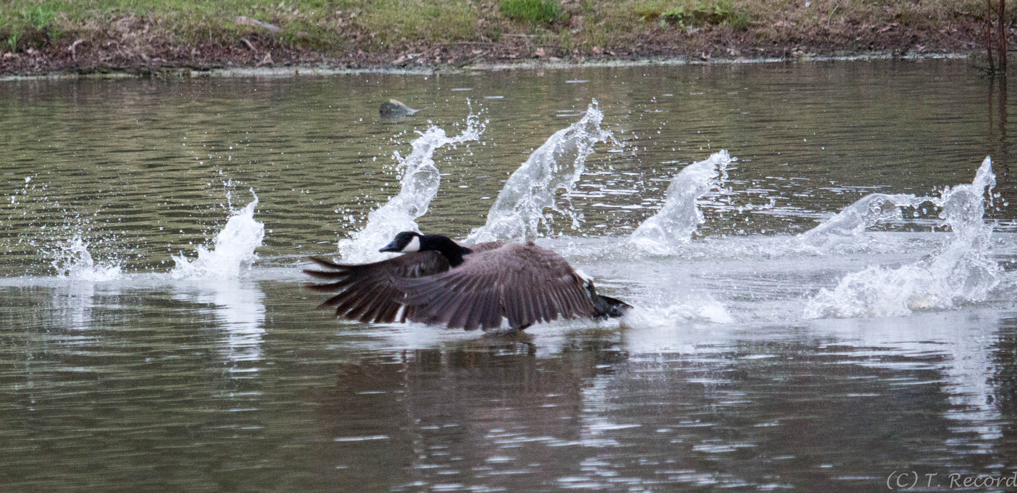 Canon EF-S 55-250mm F4-5.6 IS STM sample photo. Running take off 1 photography