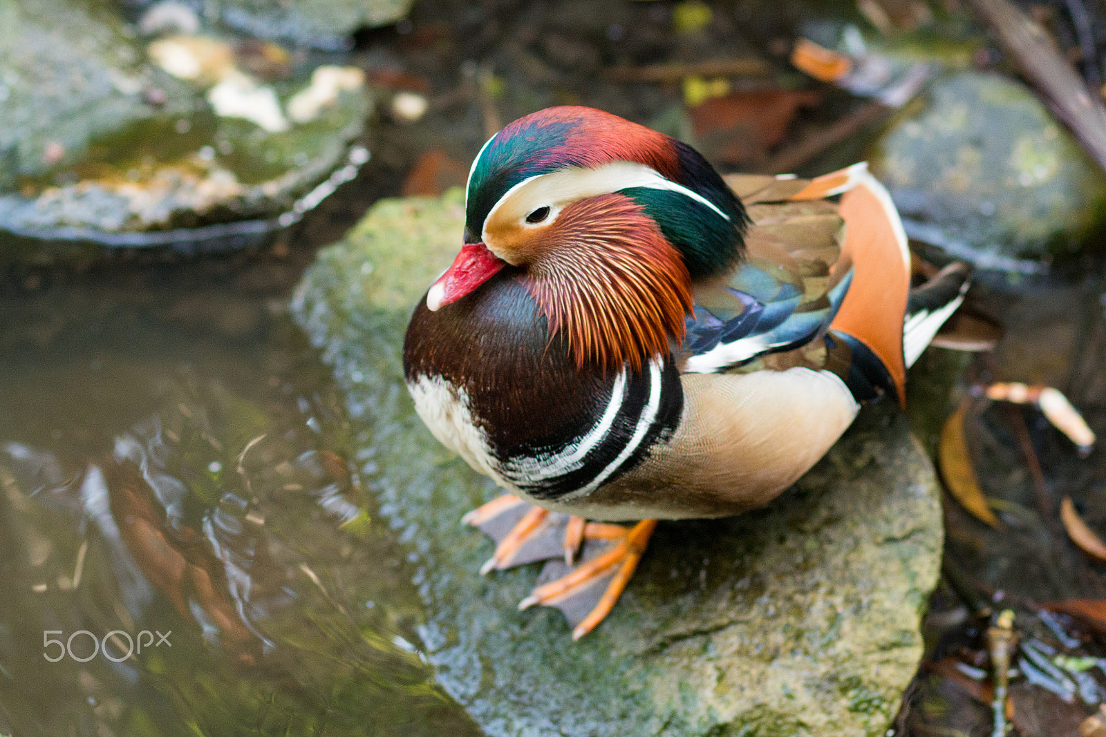 Canon EOS 70D + Canon EF 85mm F1.8 USM sample photo. A male mandarin duck at the santa barbara zoo photography