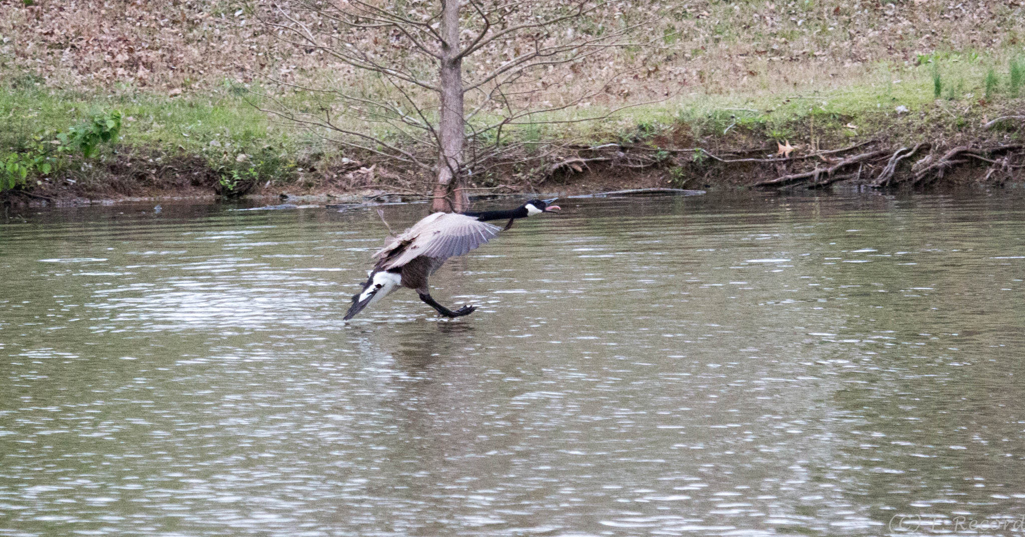 Canon EF-S 55-250mm F4-5.6 IS STM sample photo. Landing photography