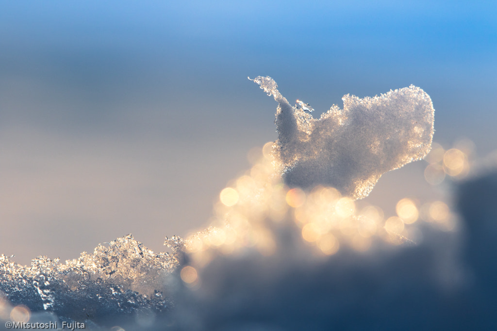 Tamron SP 150-600mm F5-6.3 Di VC USD sample photo. Ice swan photography