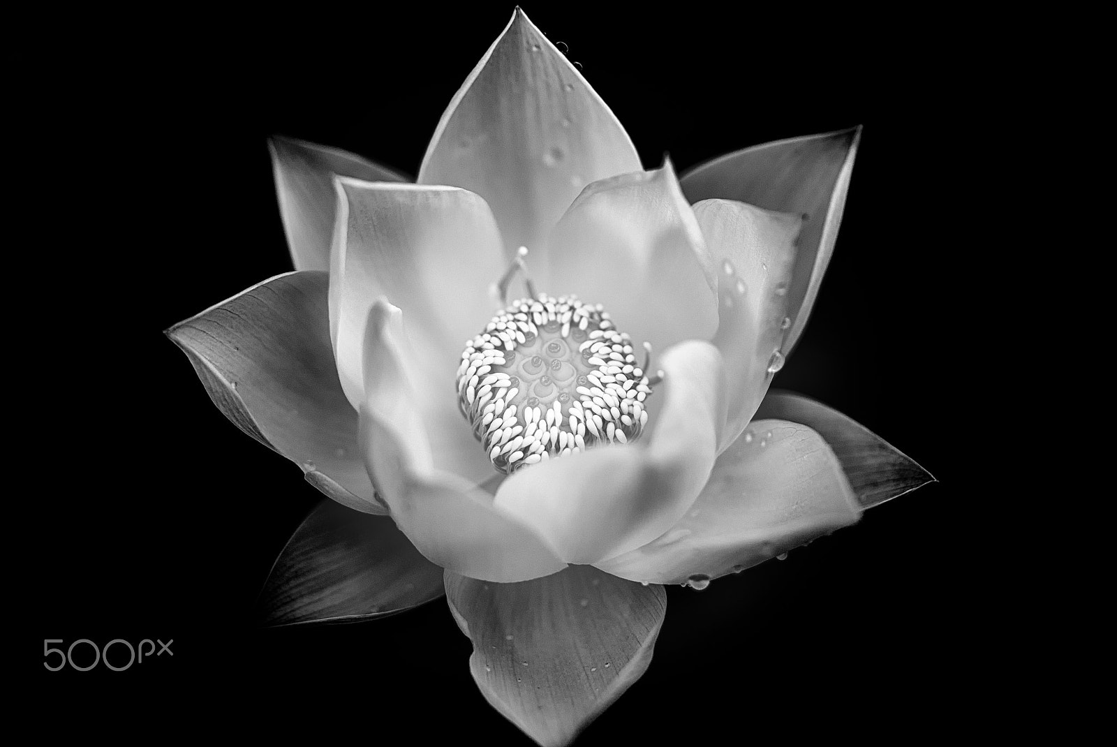 Sony a7 II + Sony FE 90mm F2.8 Macro G OSS sample photo. Happiness (black) photography