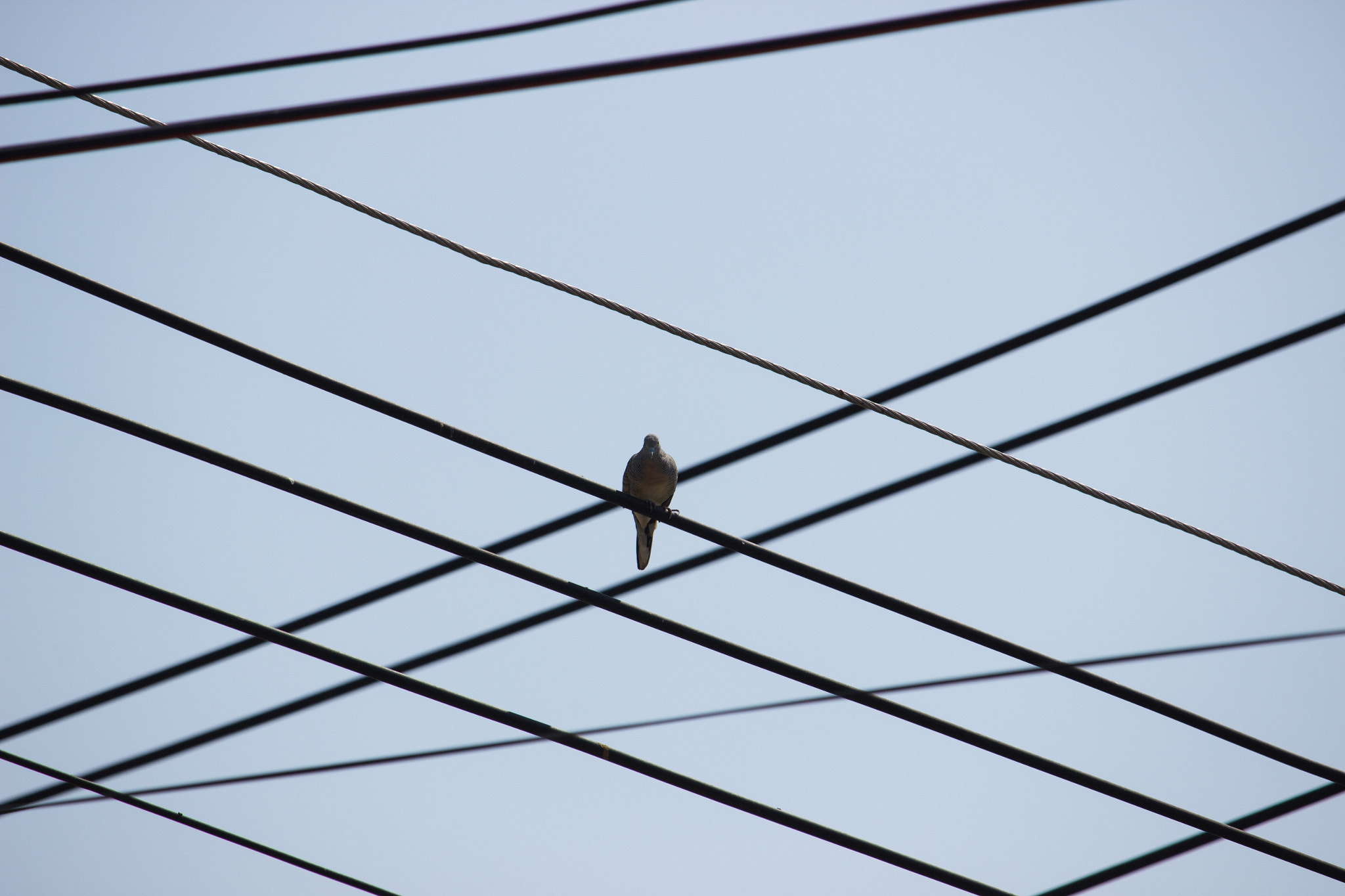 Canon EOS 600D (Rebel EOS T3i / EOS Kiss X5) + Canon EF-S 55-250mm F4-5.6 IS STM sample photo. A dove and cables photography