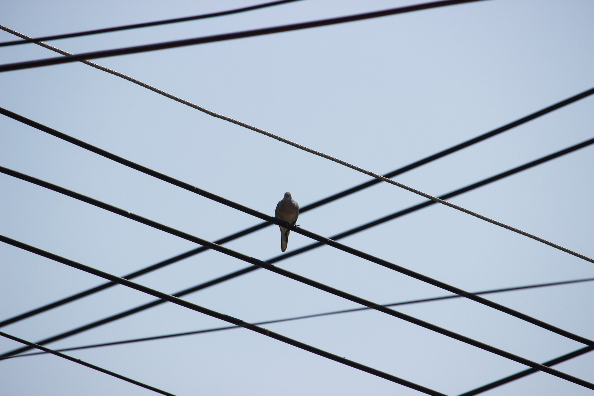 Canon EF-S 55-250mm F4-5.6 IS STM sample photo. A dove and cables photography