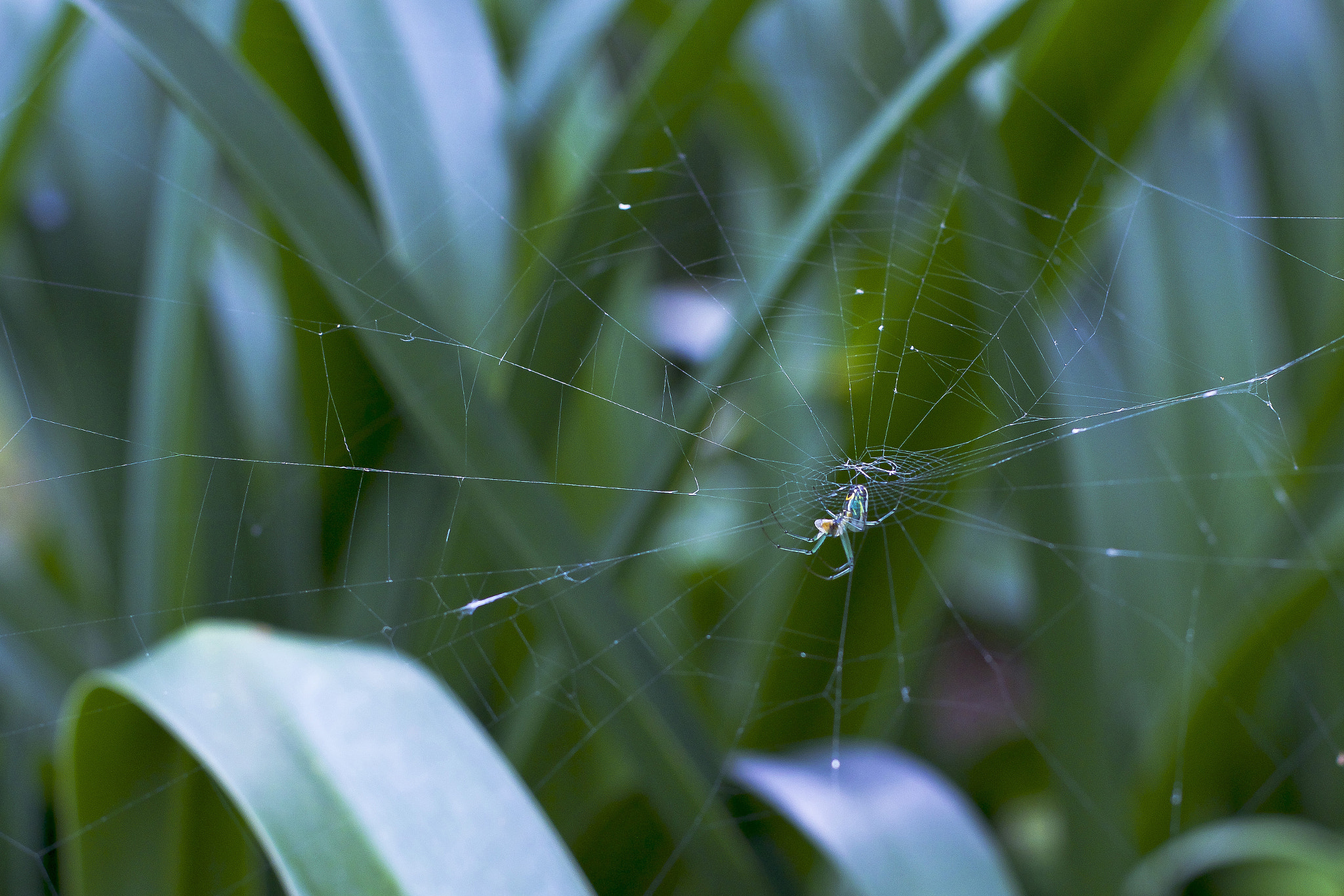 Canon EOS 70D + Canon EF 50mm F1.4 USM sample photo. Amazing spider photography