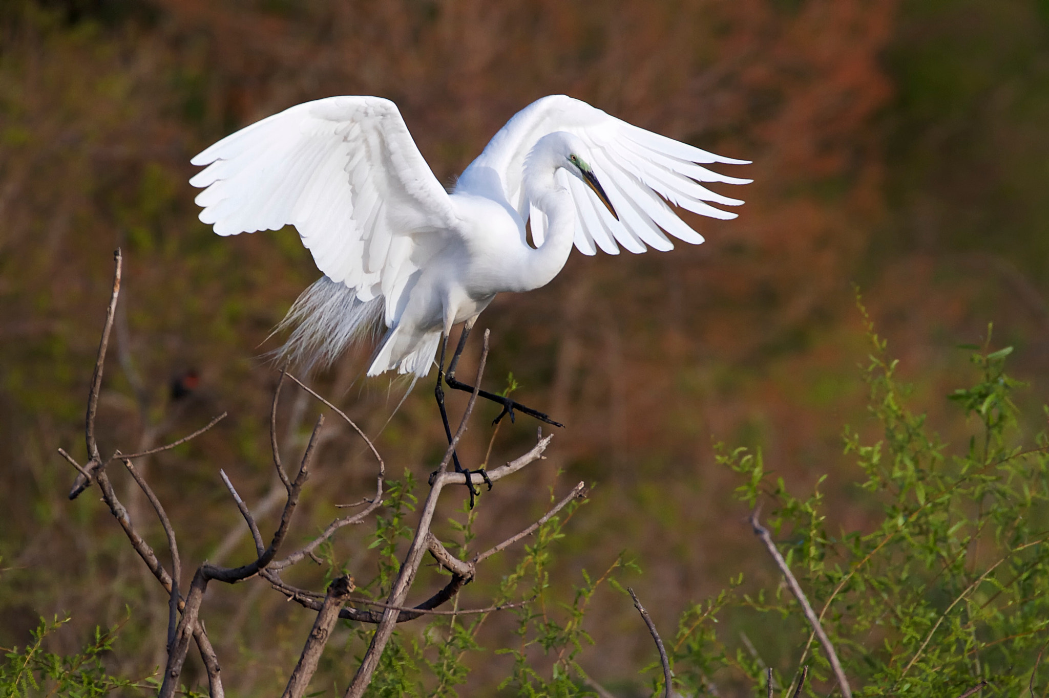 Canon EF 70-300mm F4-5.6L IS USM sample photo. The great white egret photography