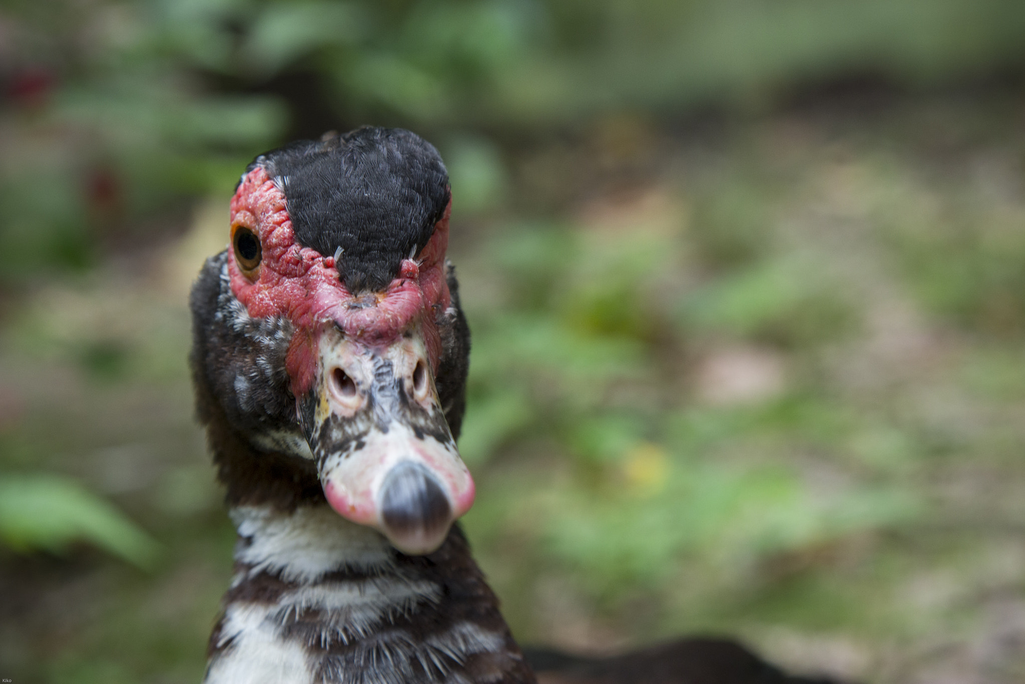 Sigma 24-70mm F2.8 EX DG Macro sample photo. Pato photography